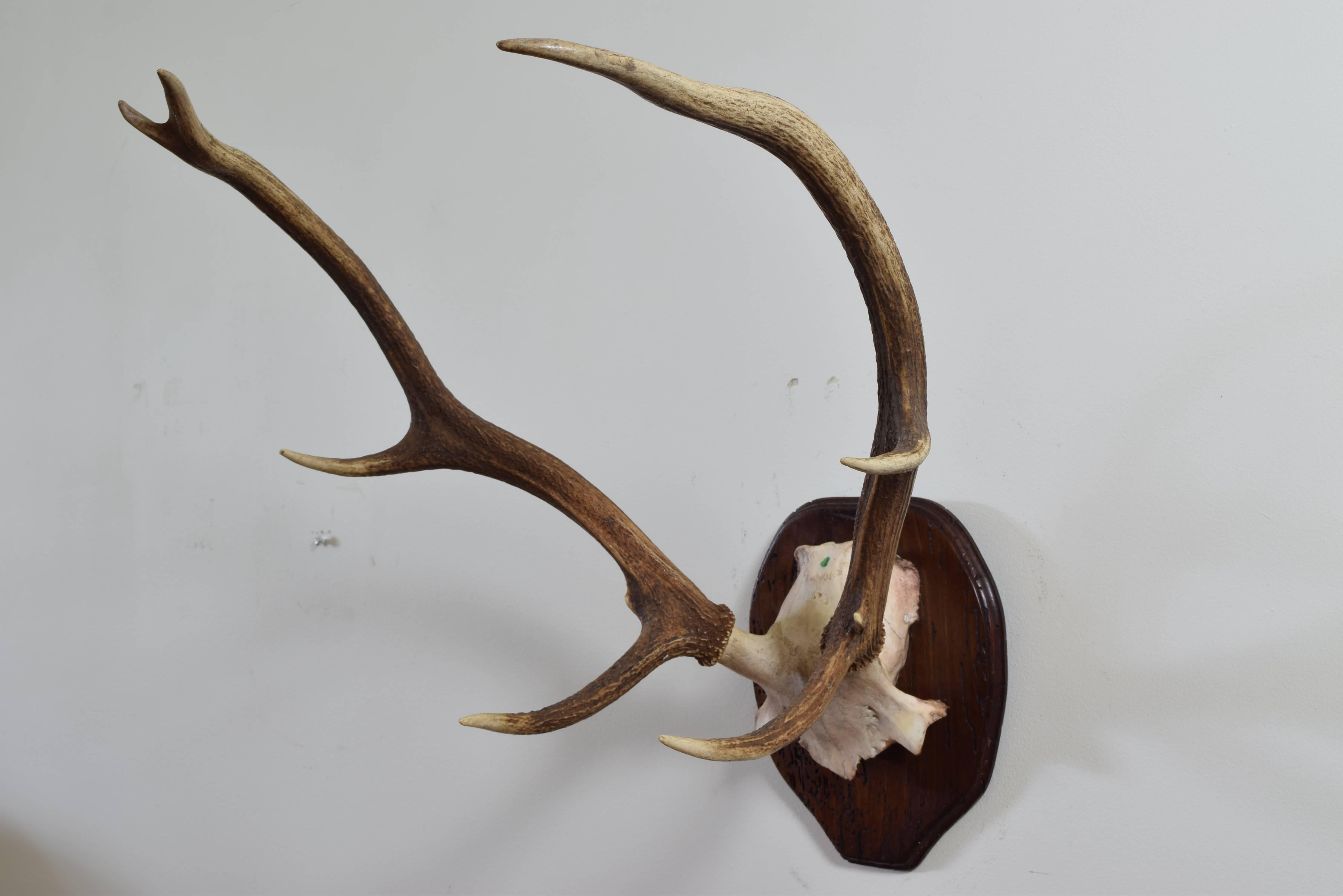 the upper section of the skull mounted on a walnut backplate of antique wood with a molded edge