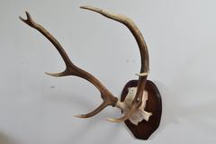 Partial Skull Mount of Deer Antlers on Walnut Backplate