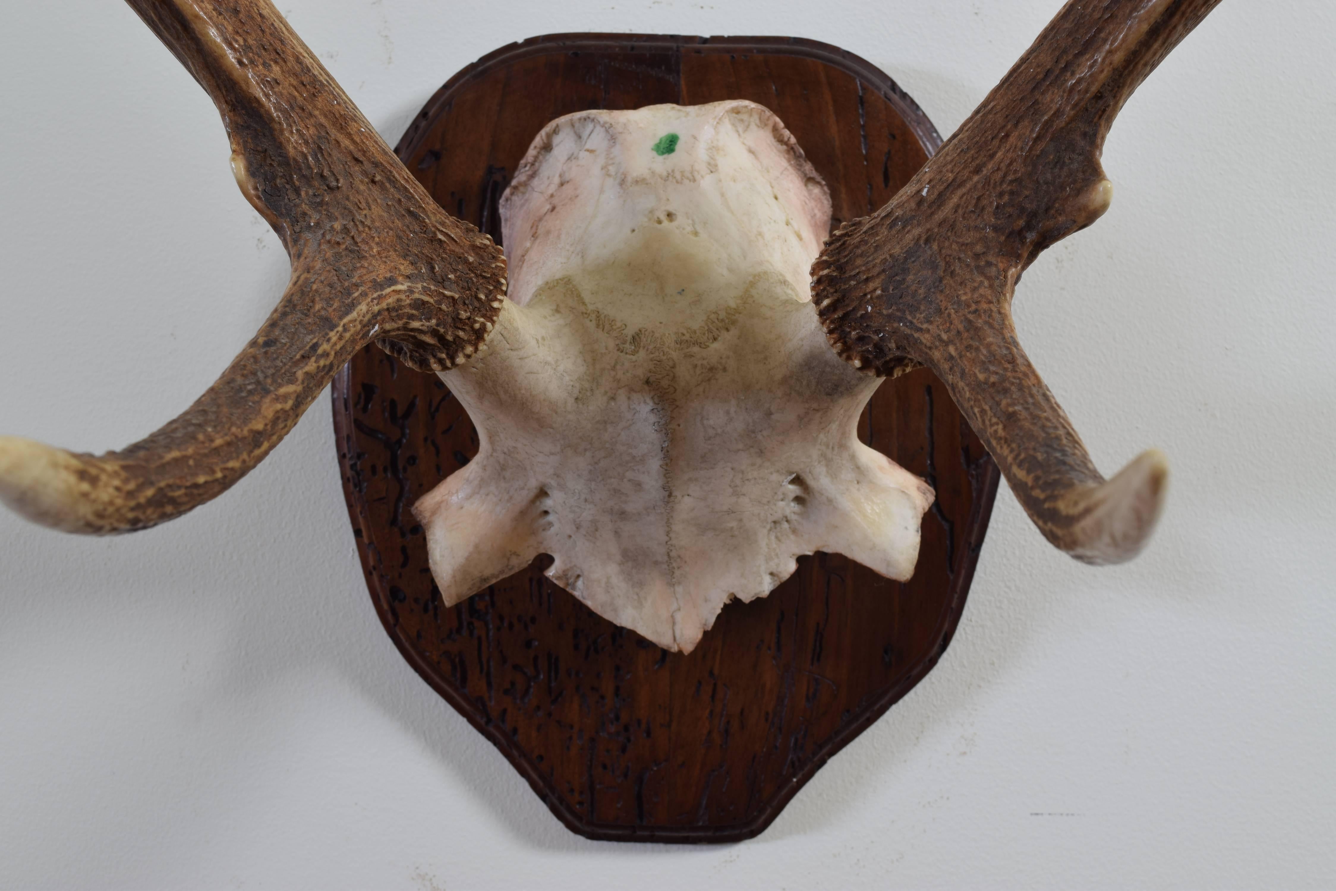 American Partial Skull Mount of Deer Antlers on Walnut Backplate