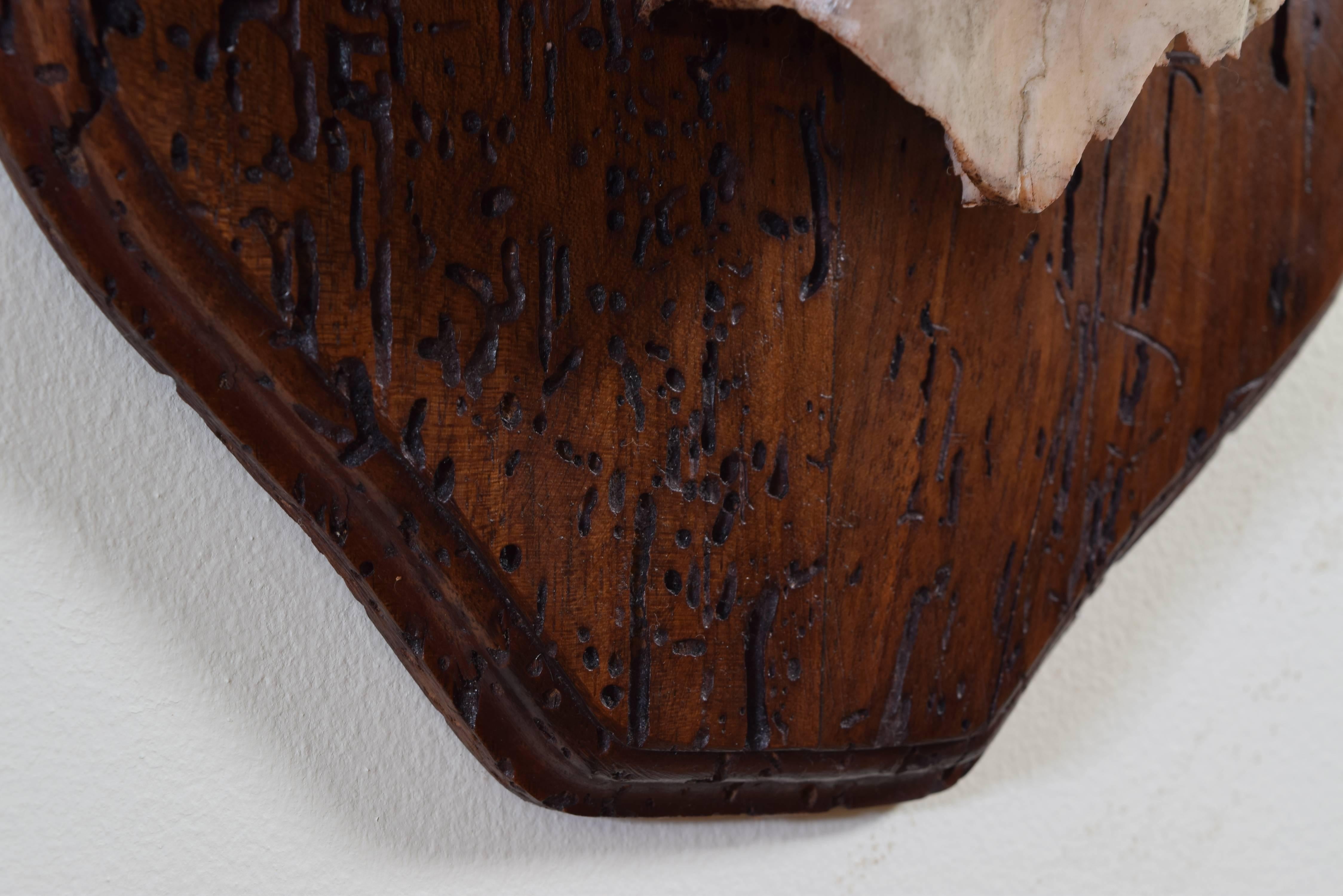 Partial Skull Mount of Deer Antlers on Walnut Backplate In Excellent Condition In Atlanta, GA