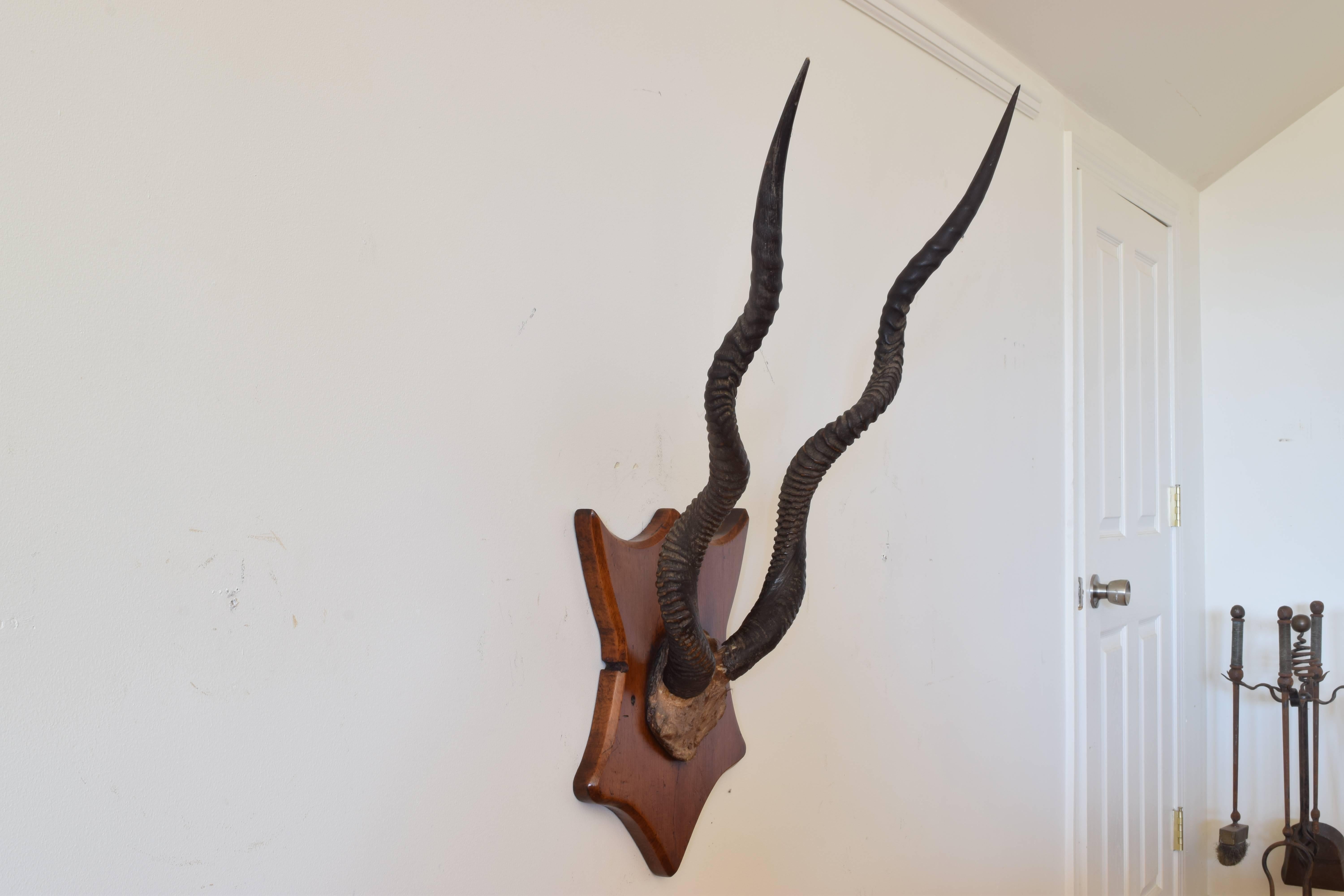 mounted kudu horns