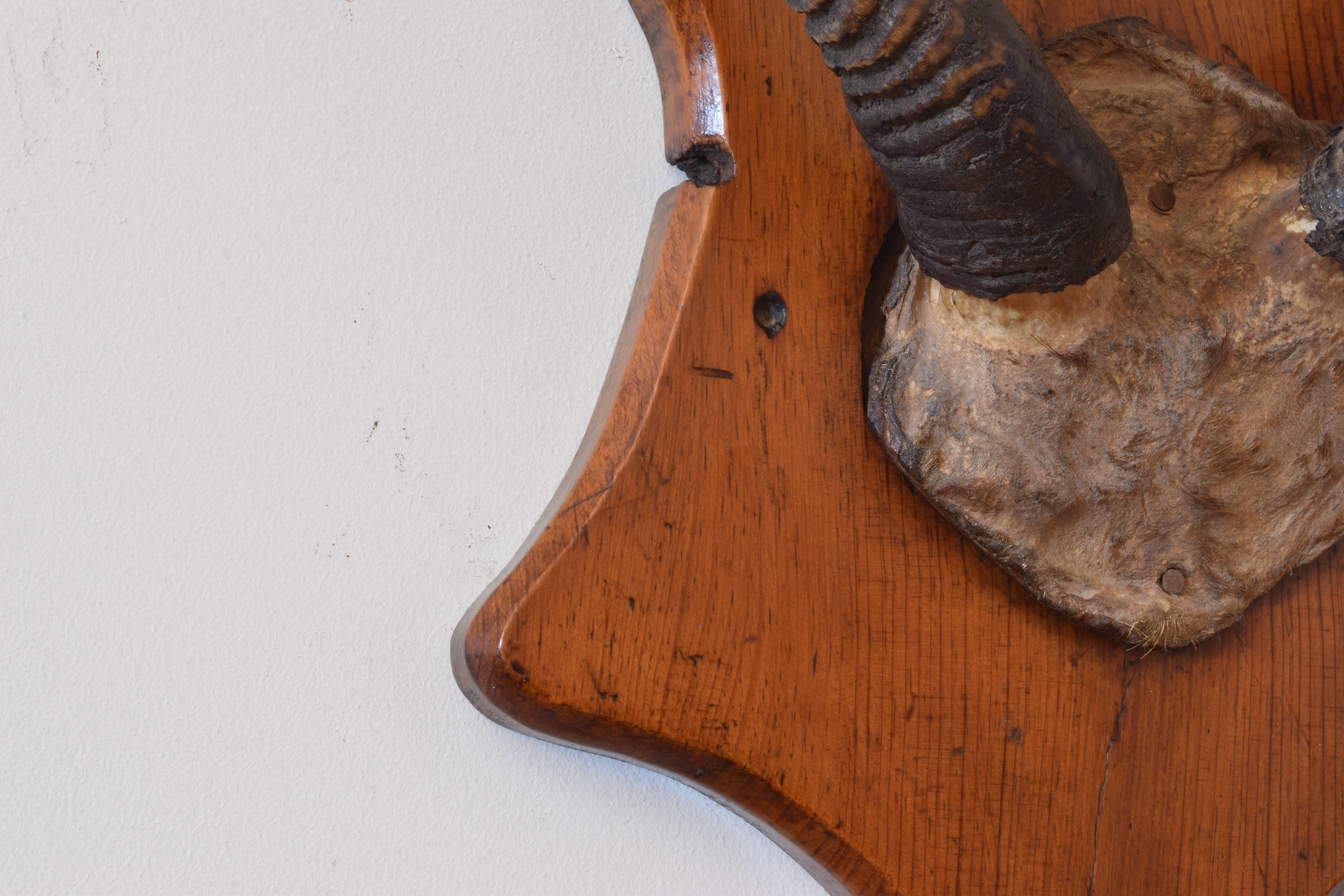 Kudu Horns Mounted on a Shaped Oakwood Backplate In Excellent Condition In Atlanta, GA