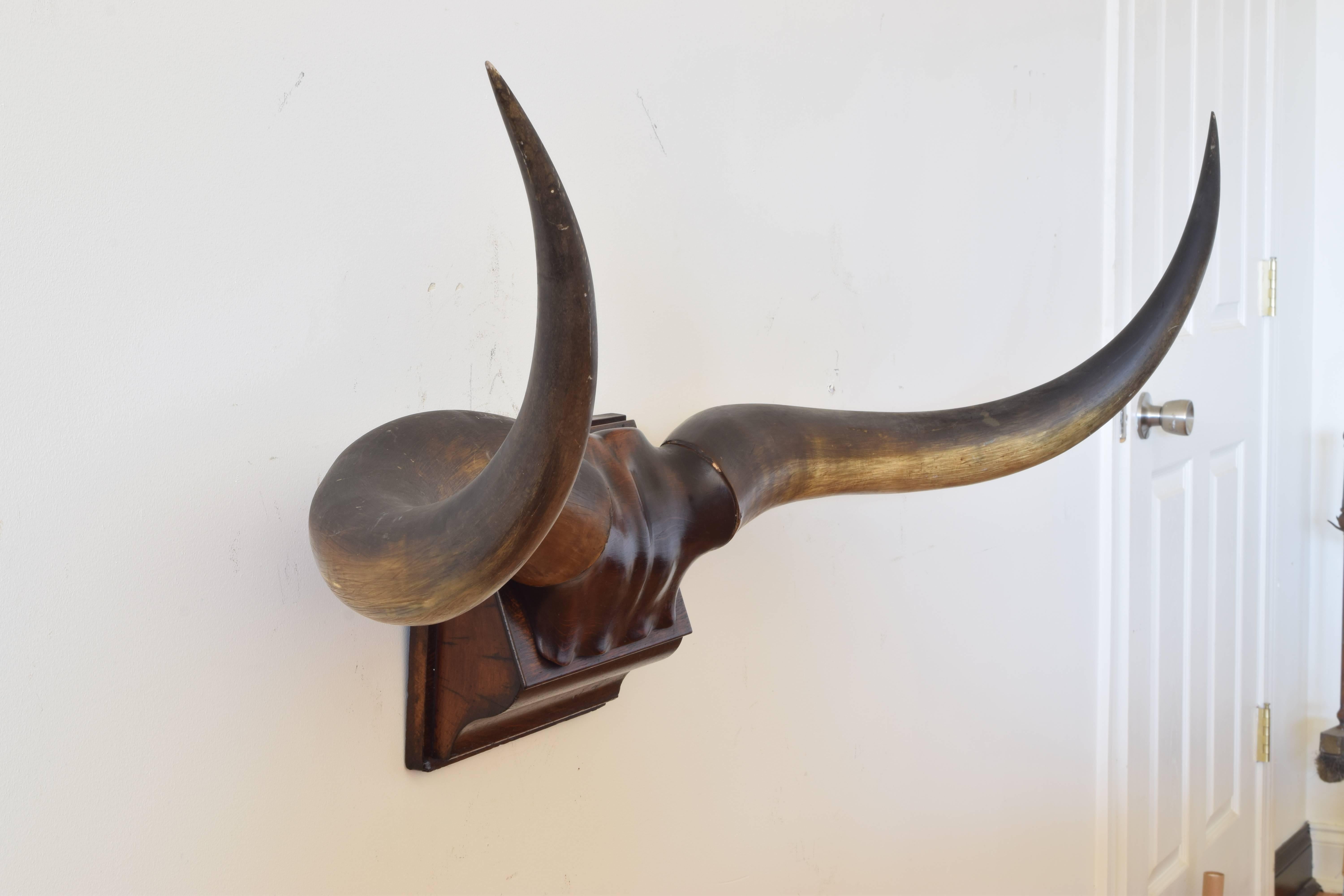mounted cow horns