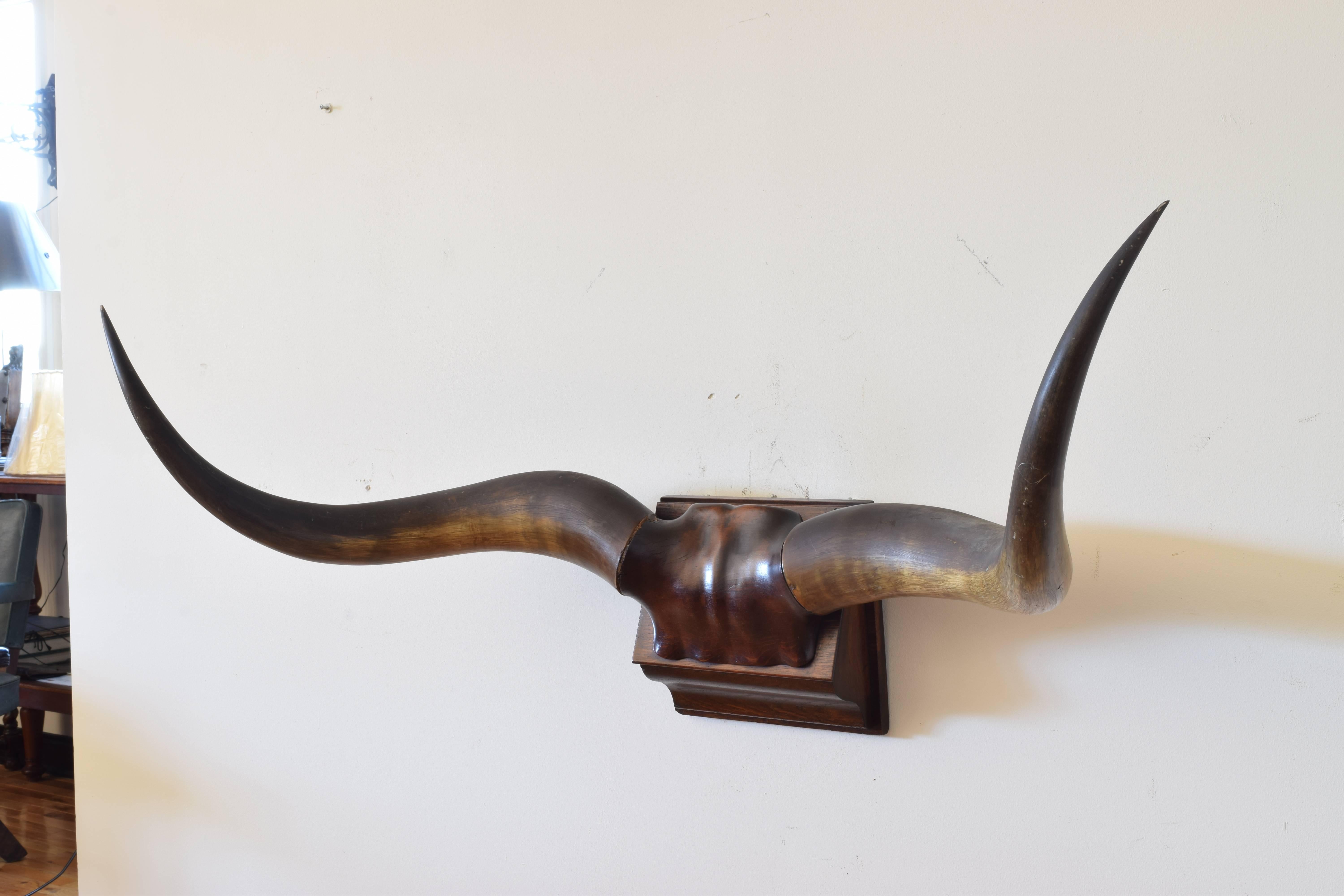The horns mounted to an interestingly carved walnut 