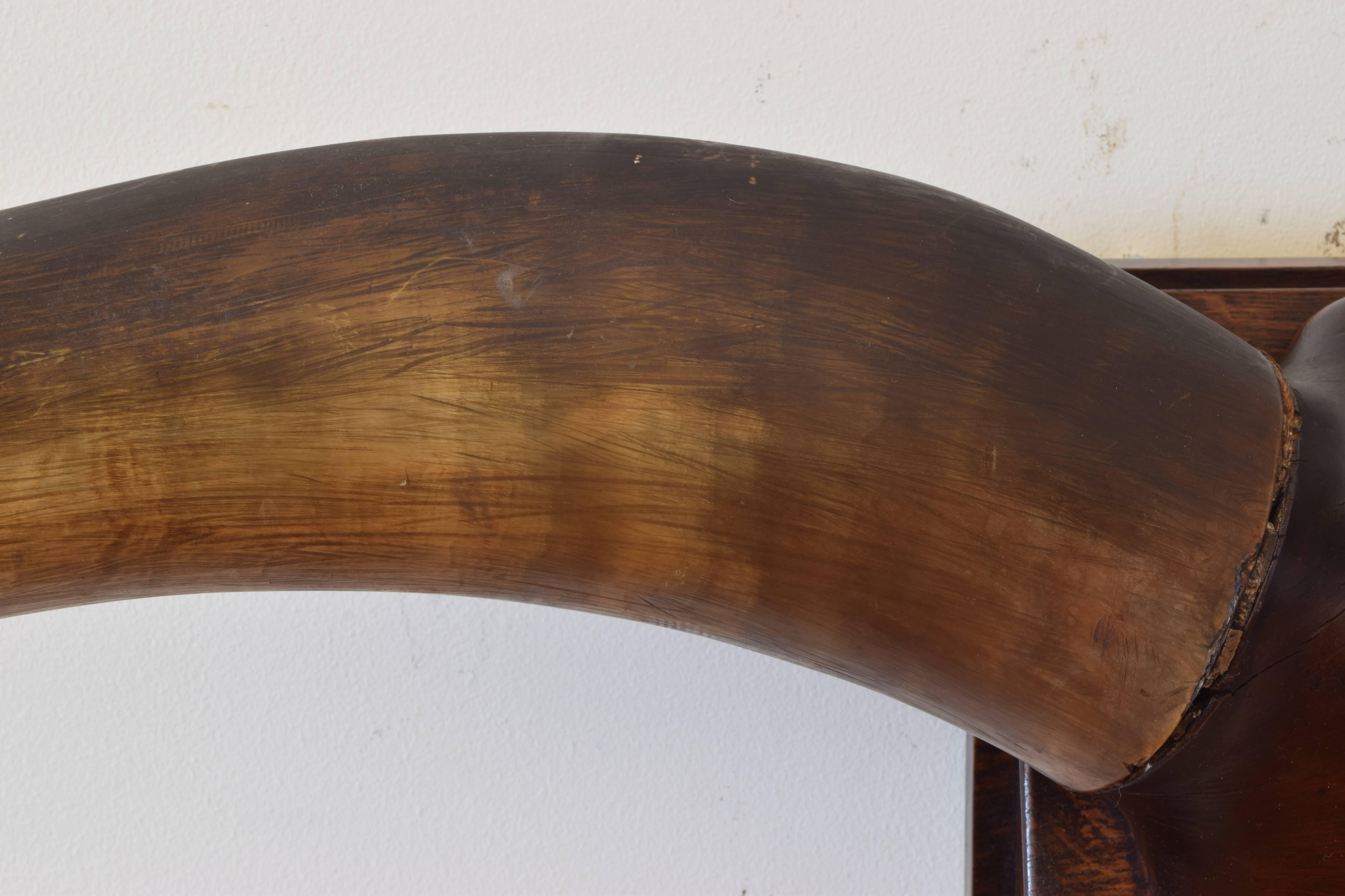Spanish Cow Horns Mounted on a Carved Walnut Backplate, Turn of the 20th Century 2