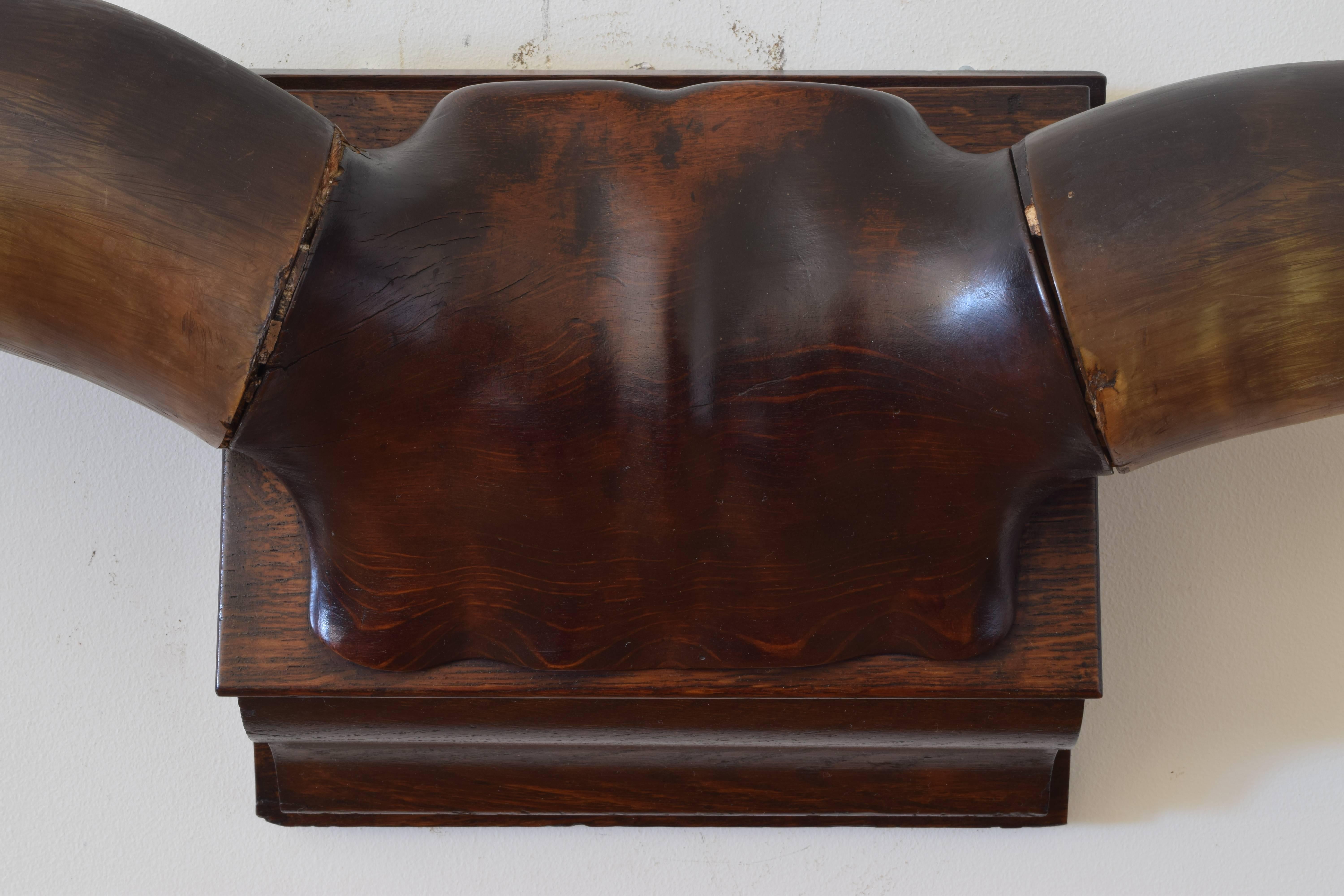 Spanish Cow Horns Mounted on a Carved Walnut Backplate, Turn of the 20th Century In Excellent Condition In Atlanta, GA