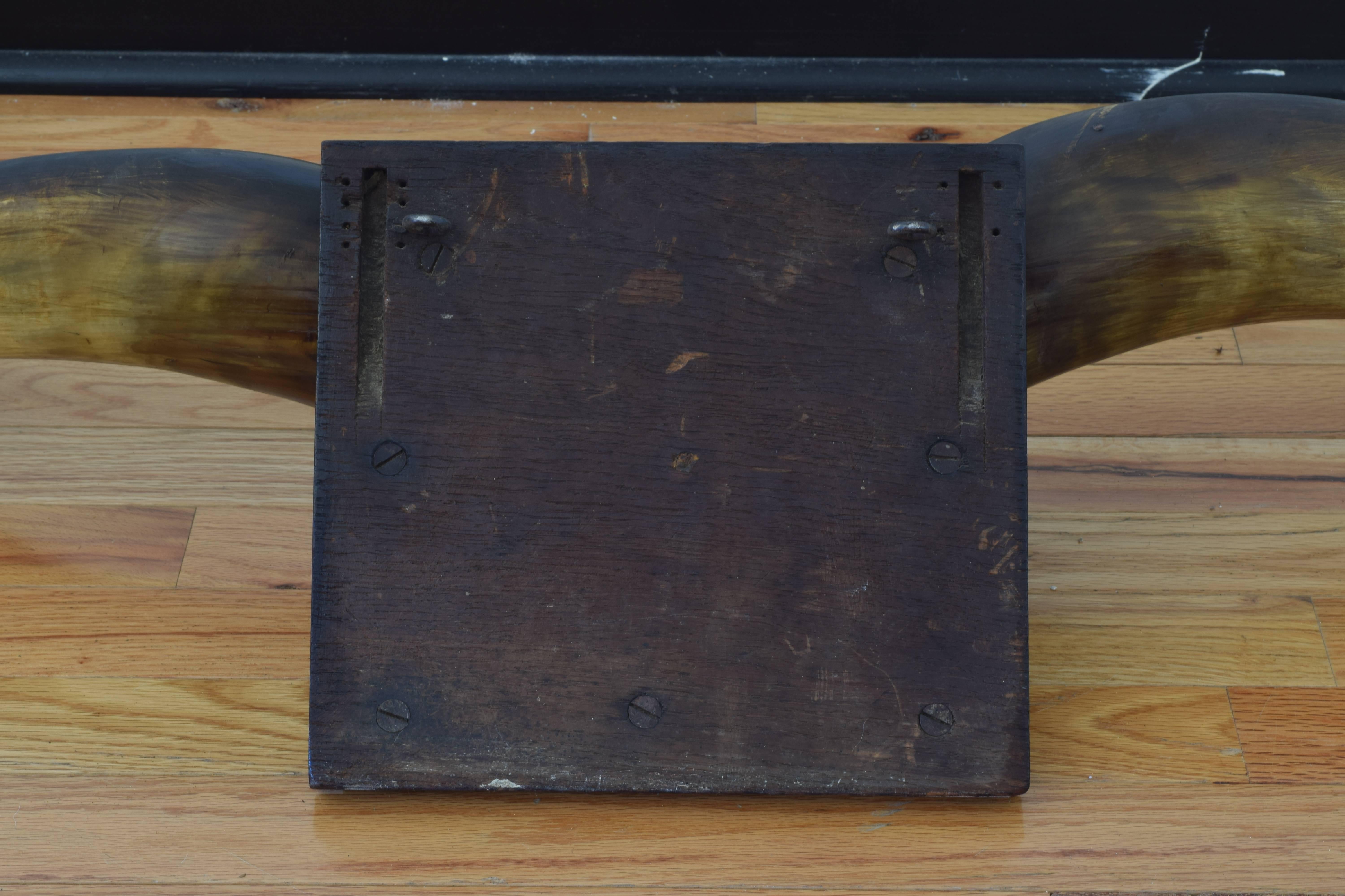 Spanish Cow Horns Mounted on a Carved Walnut Backplate, Turn of the 20th Century 3