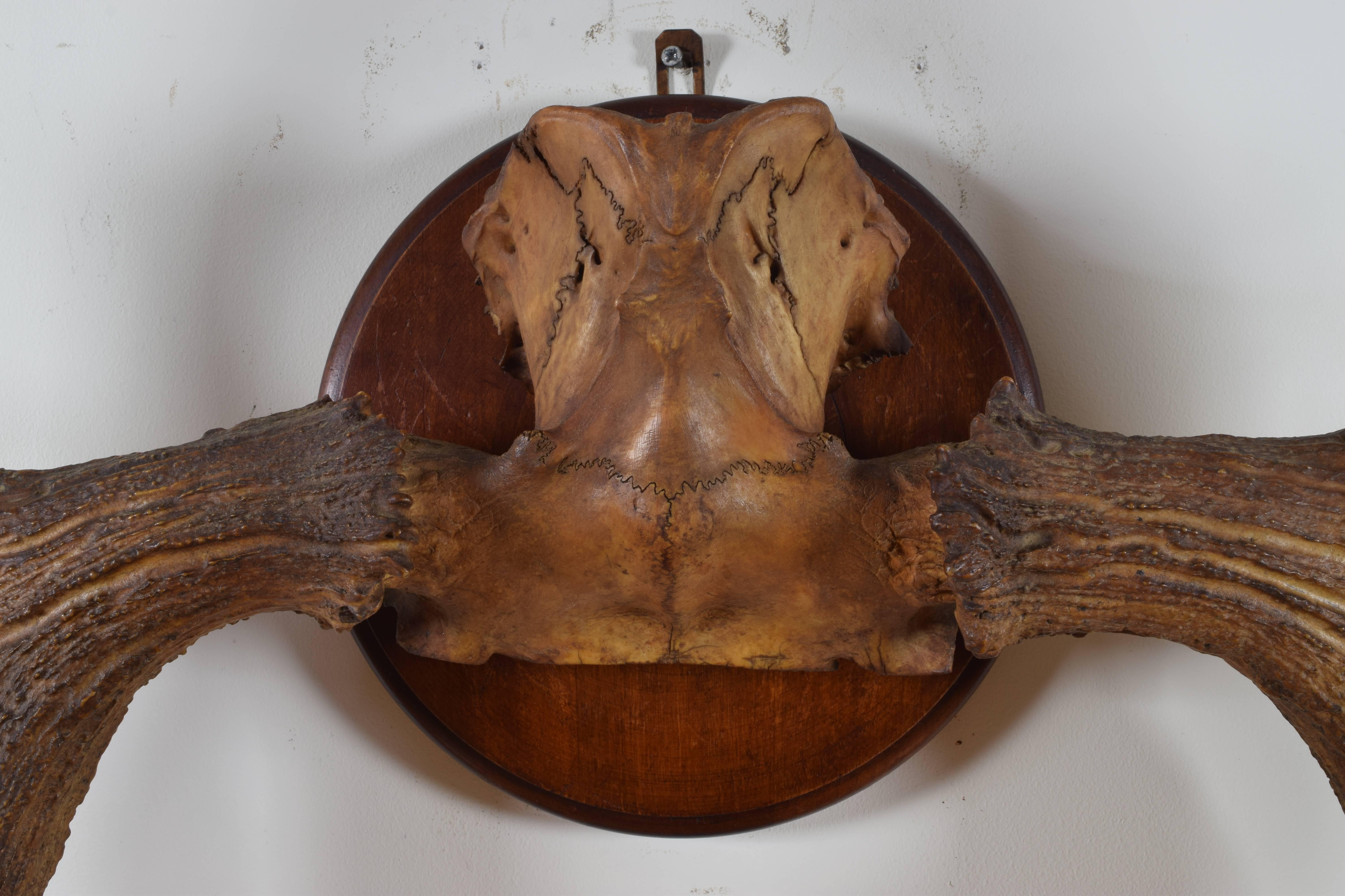 Mounted Pair of Moose Paddles, Early 20th Century In Excellent Condition In Atlanta, GA