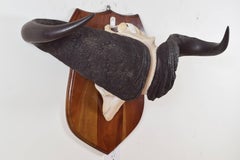 Water Buffalo Horn Mount, Africa, Early 20th Century
