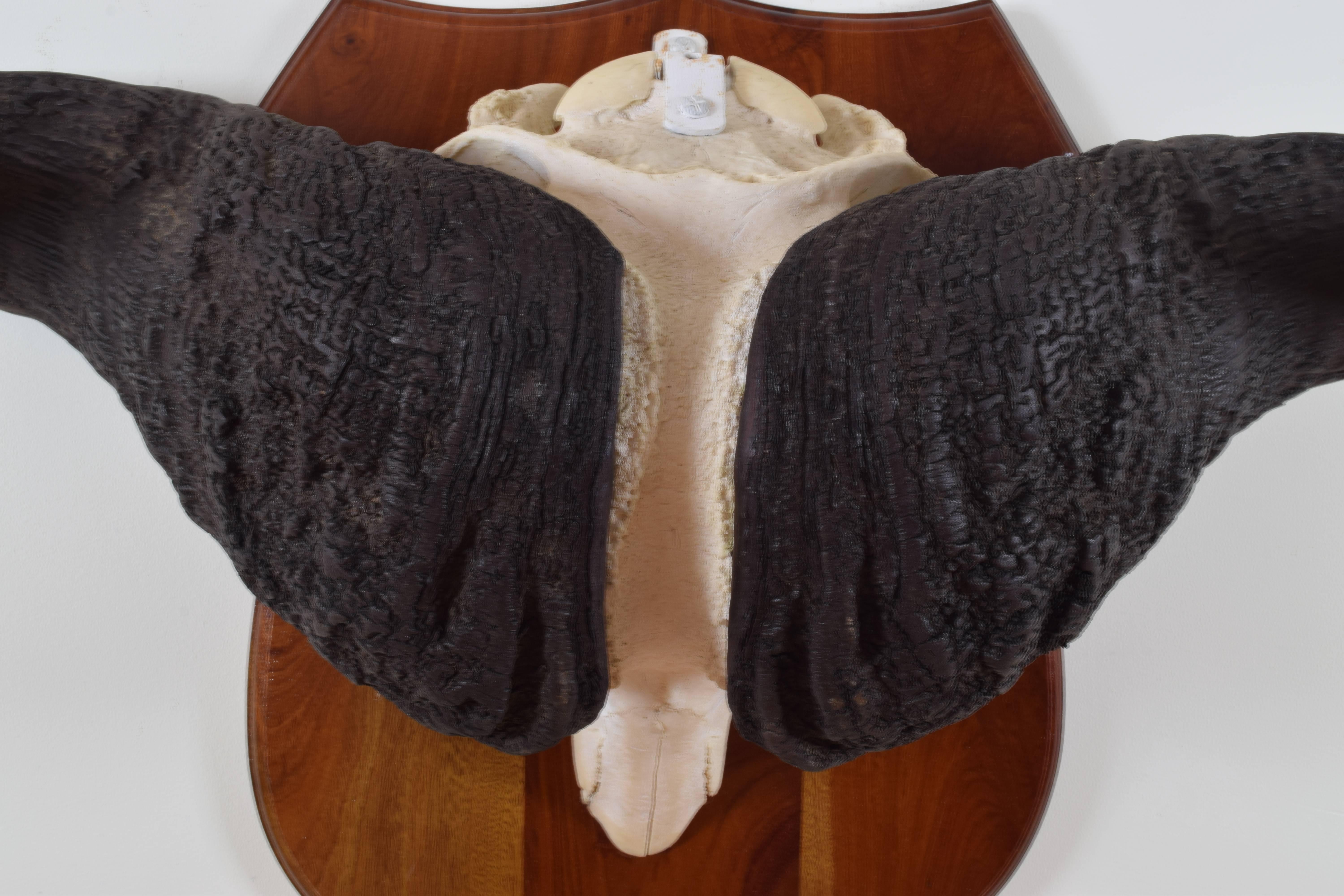 water buffalo horn for sale