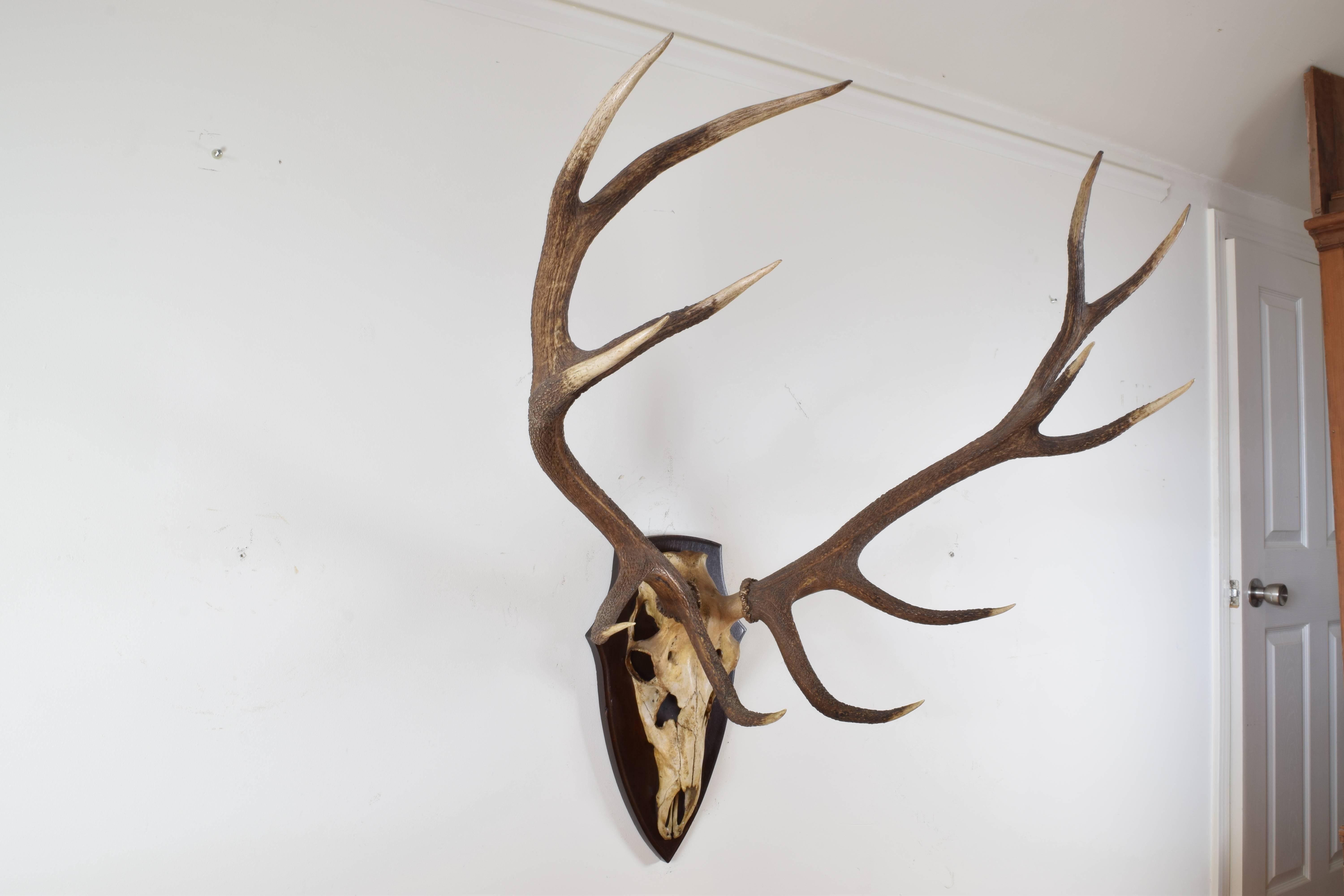 large antler rack and partial skull mounted on a shield-form backplate