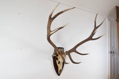 Continental Large Deer Antler Mount, Early 20th Century