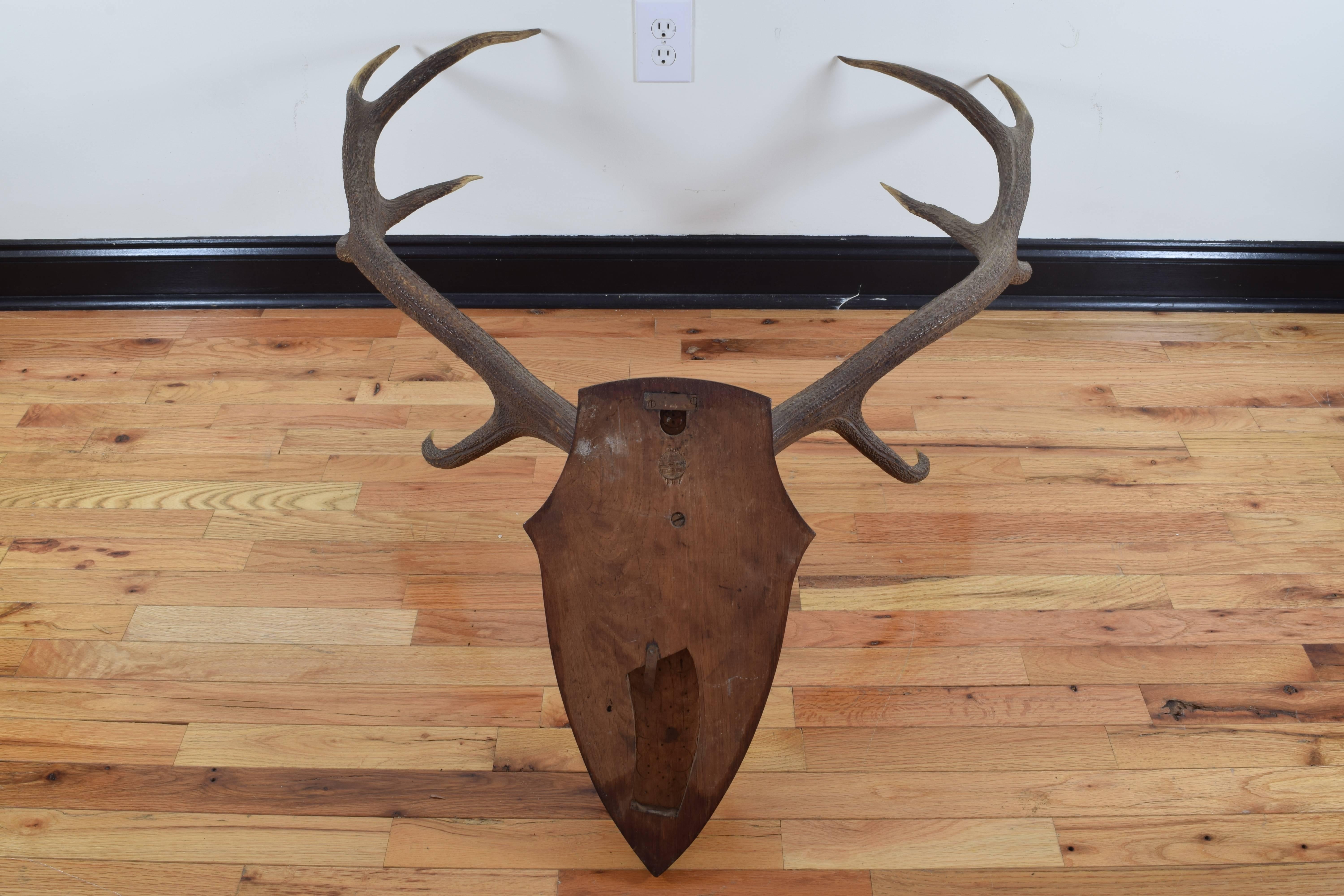 Continental Large Deer Antler Mount, Early 20th Century In Excellent Condition In Atlanta, GA