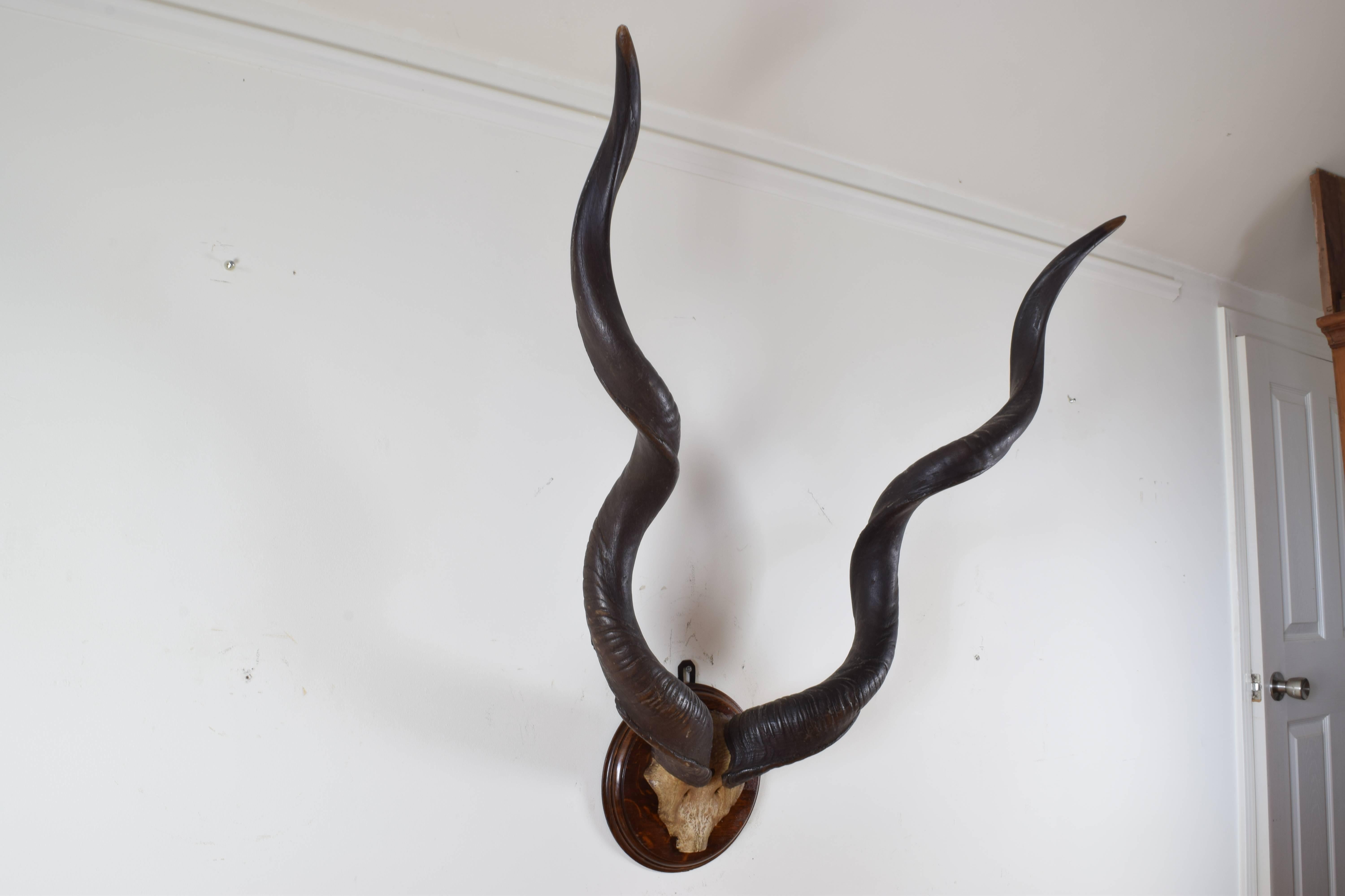 large Kudu horns and partial skull mounted on a circular backplate