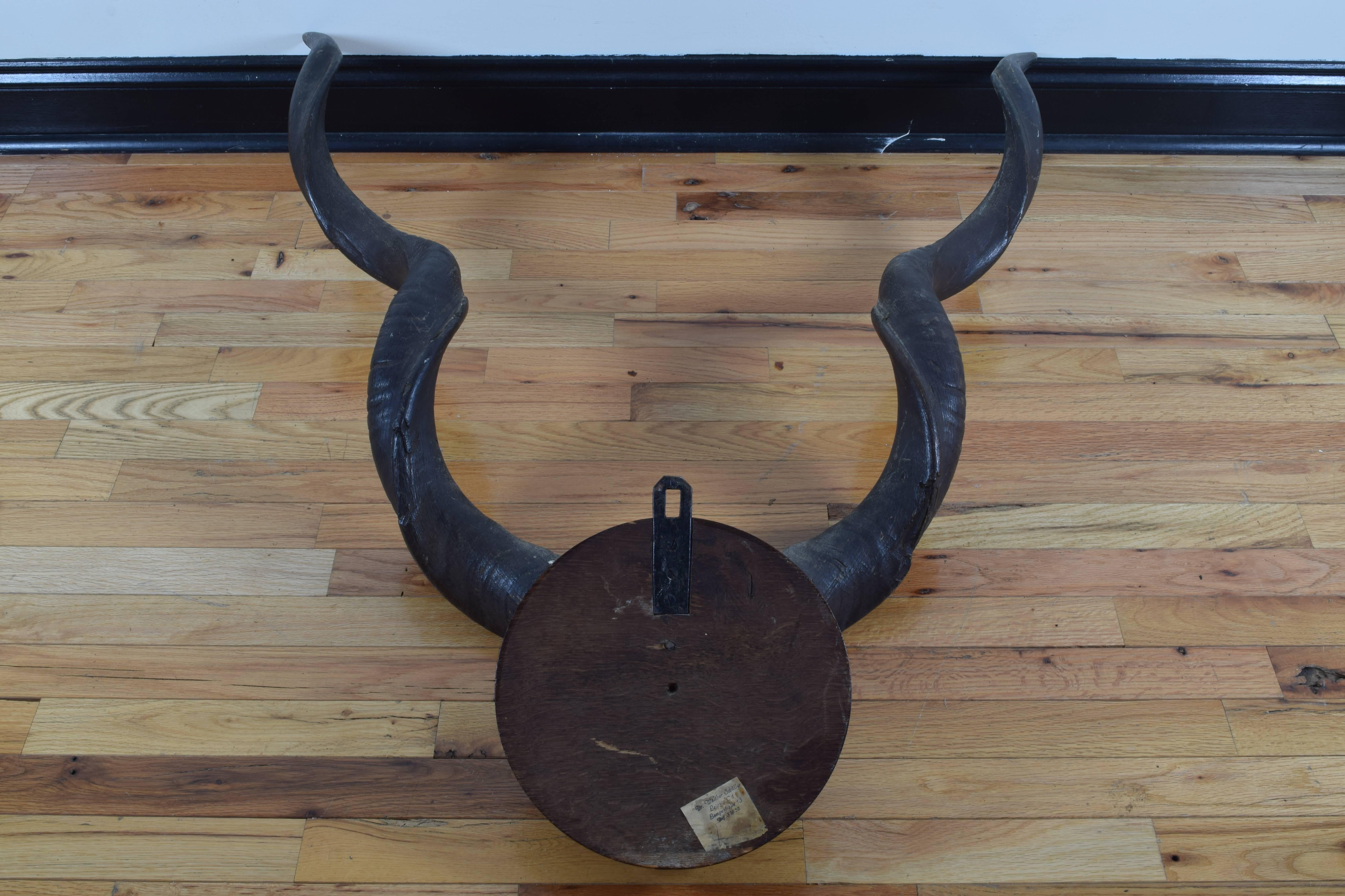 Grand Kudu Partial Skull Mount, Africa, Early 20th Century In Excellent Condition In Atlanta, GA