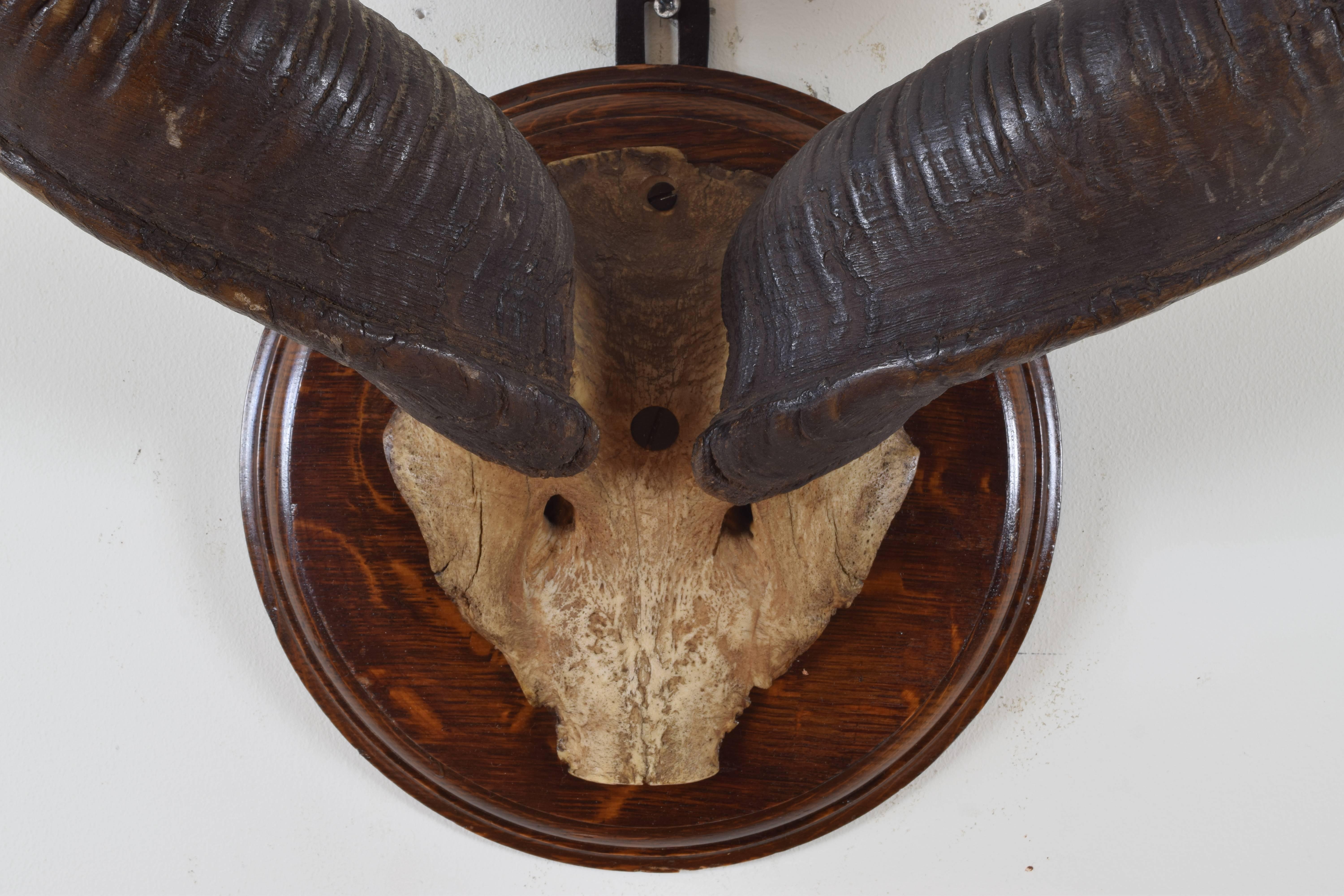 kudu skull mount