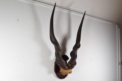 Giant Lord Derby Eland Mount, Africa, Early 20th Century