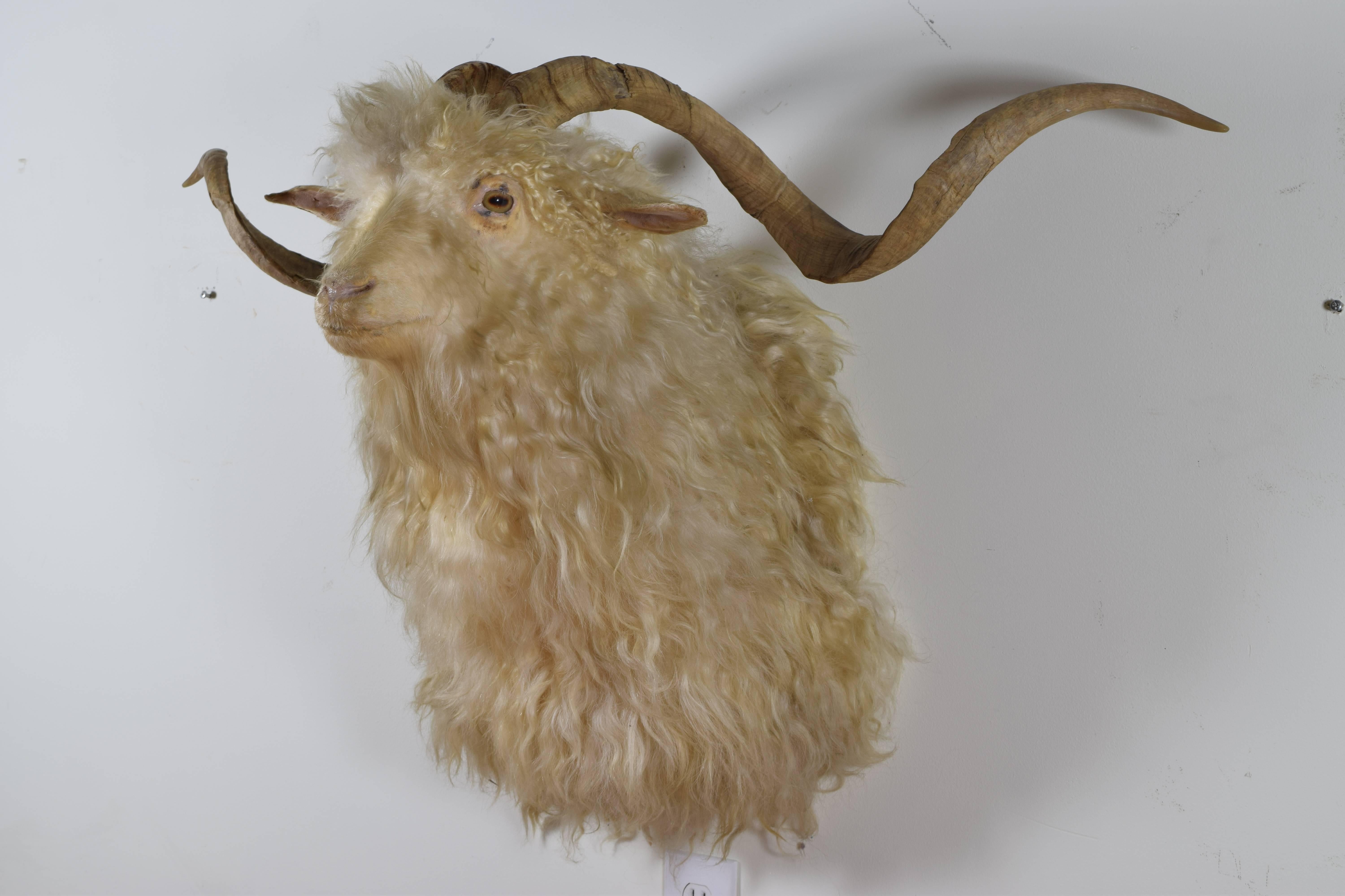 Most likely from the UK and having unusually wide horns, early 20th century.