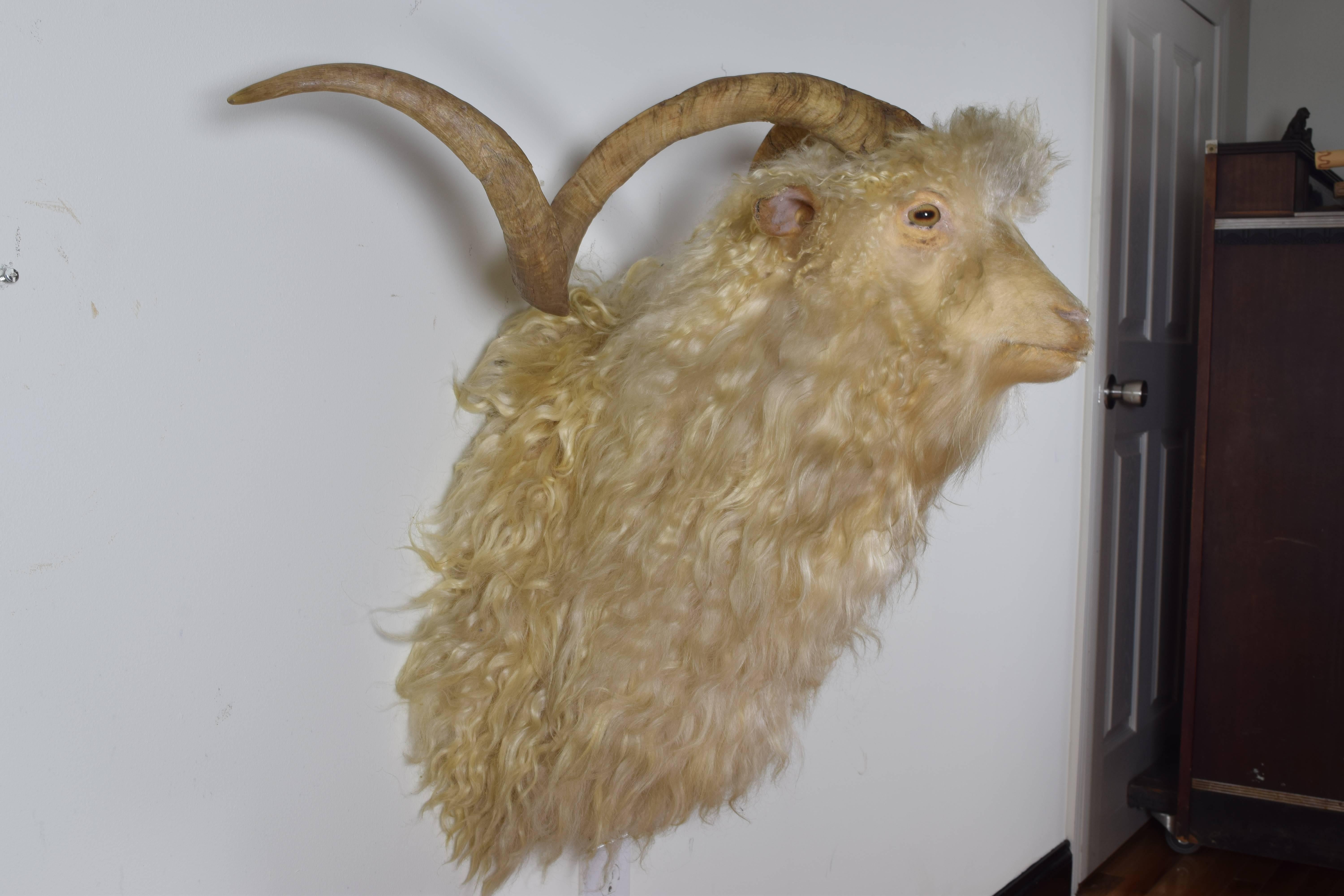 British European Sheep Shoulder Mount