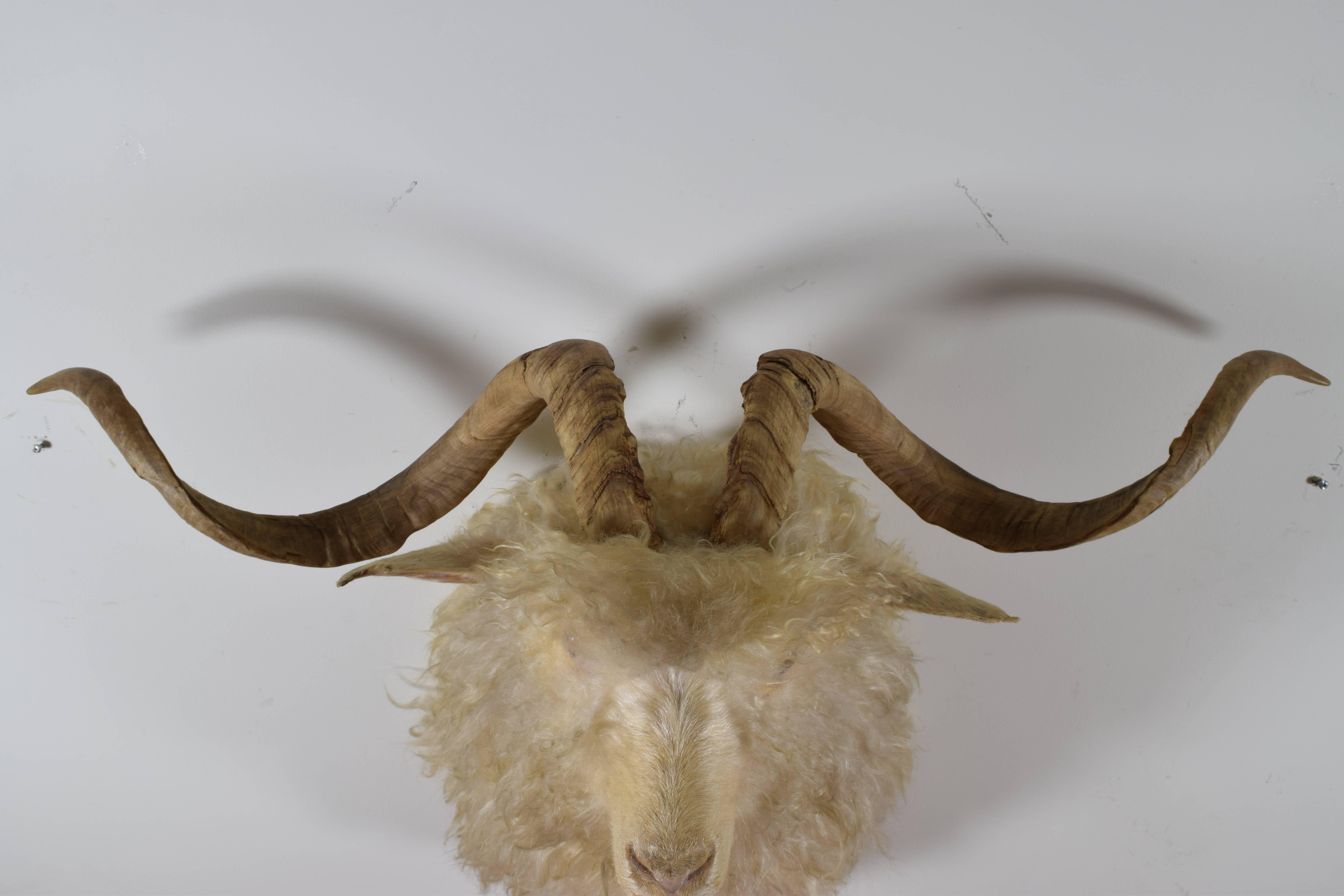 20th Century European Sheep Shoulder Mount