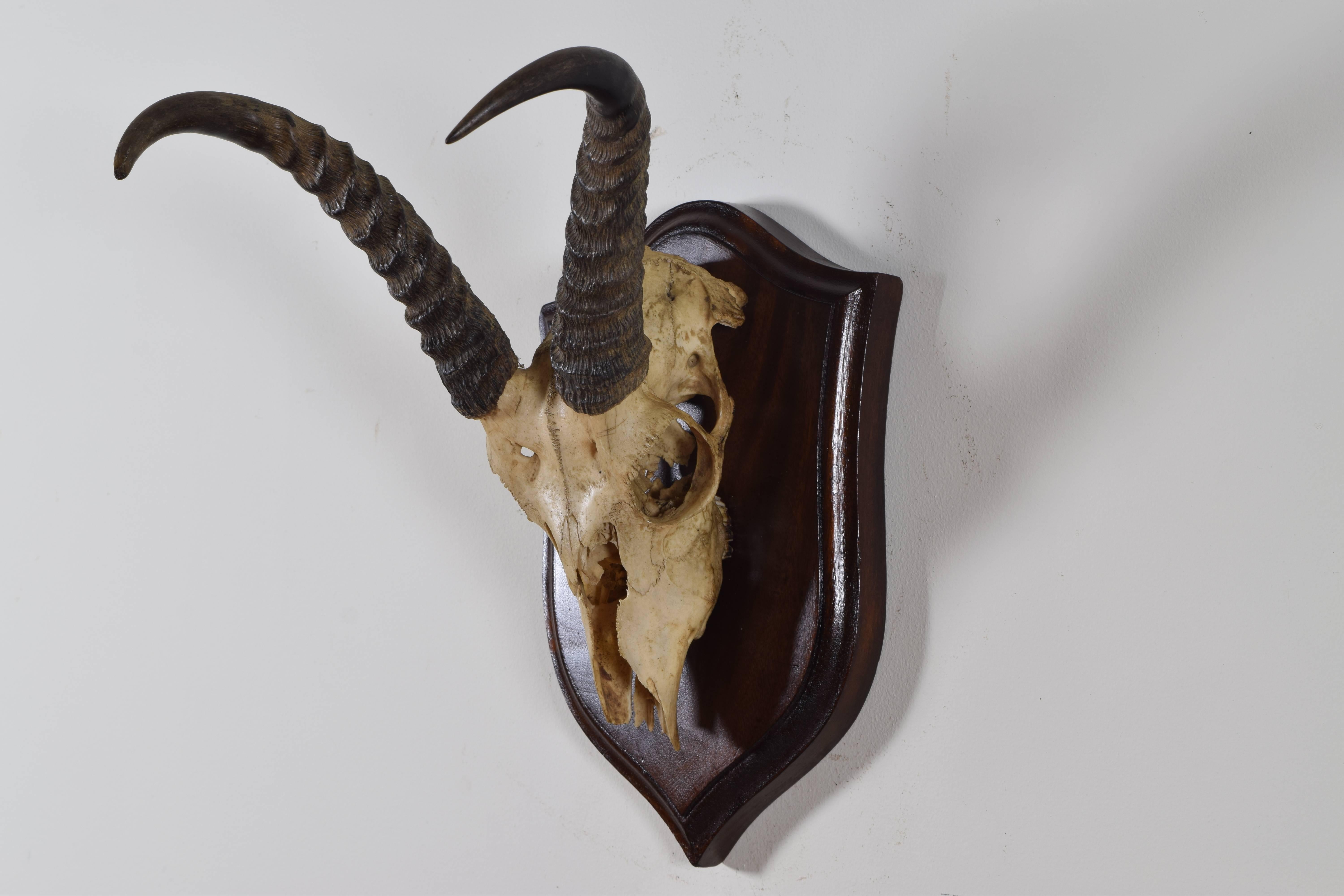 The upper section of the skull mounted on a walnut backplate with a molded edge.