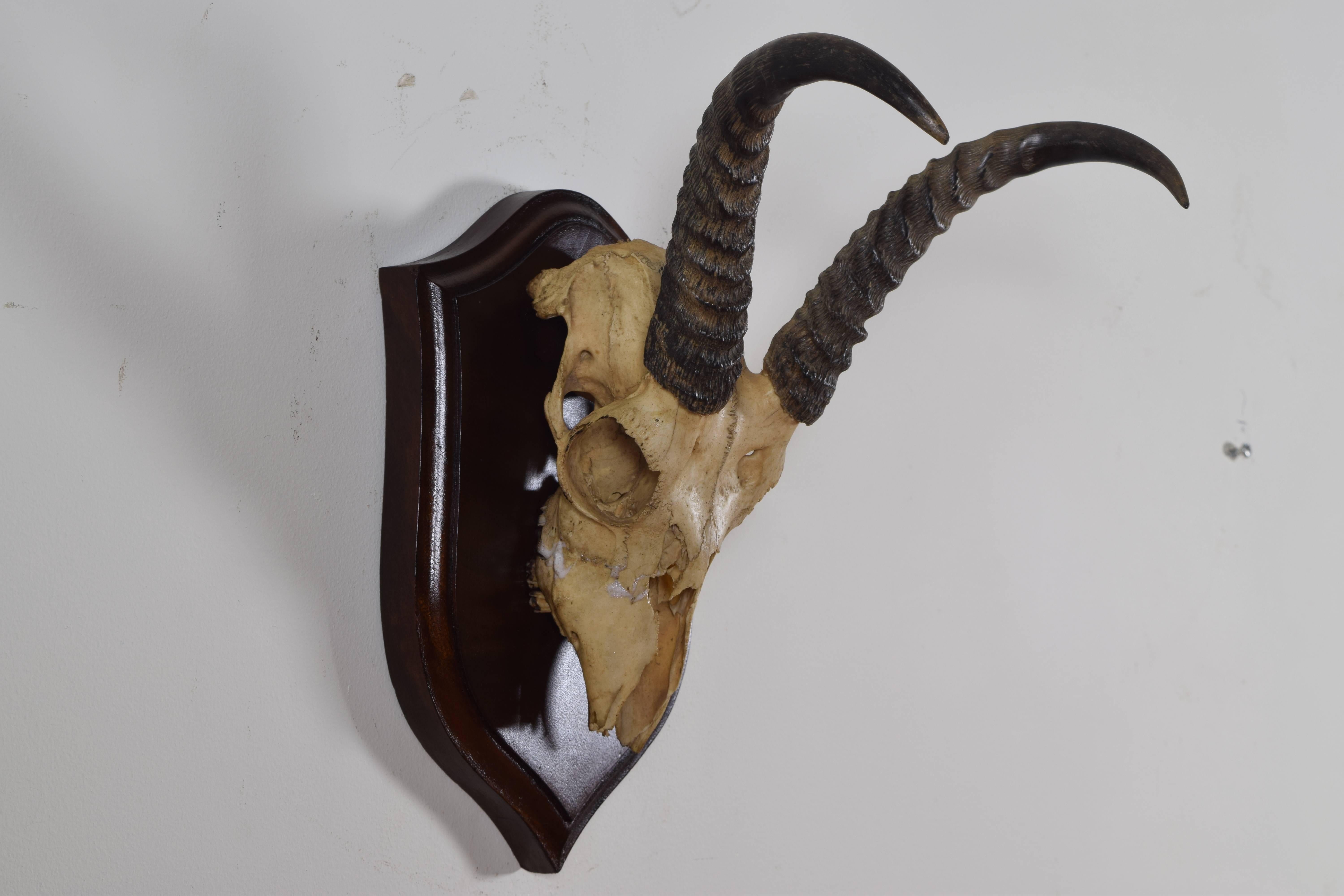 African Springbok Horn and Partial Skull Mount, 1st Quarter 20th Century In Excellent Condition In Atlanta, GA