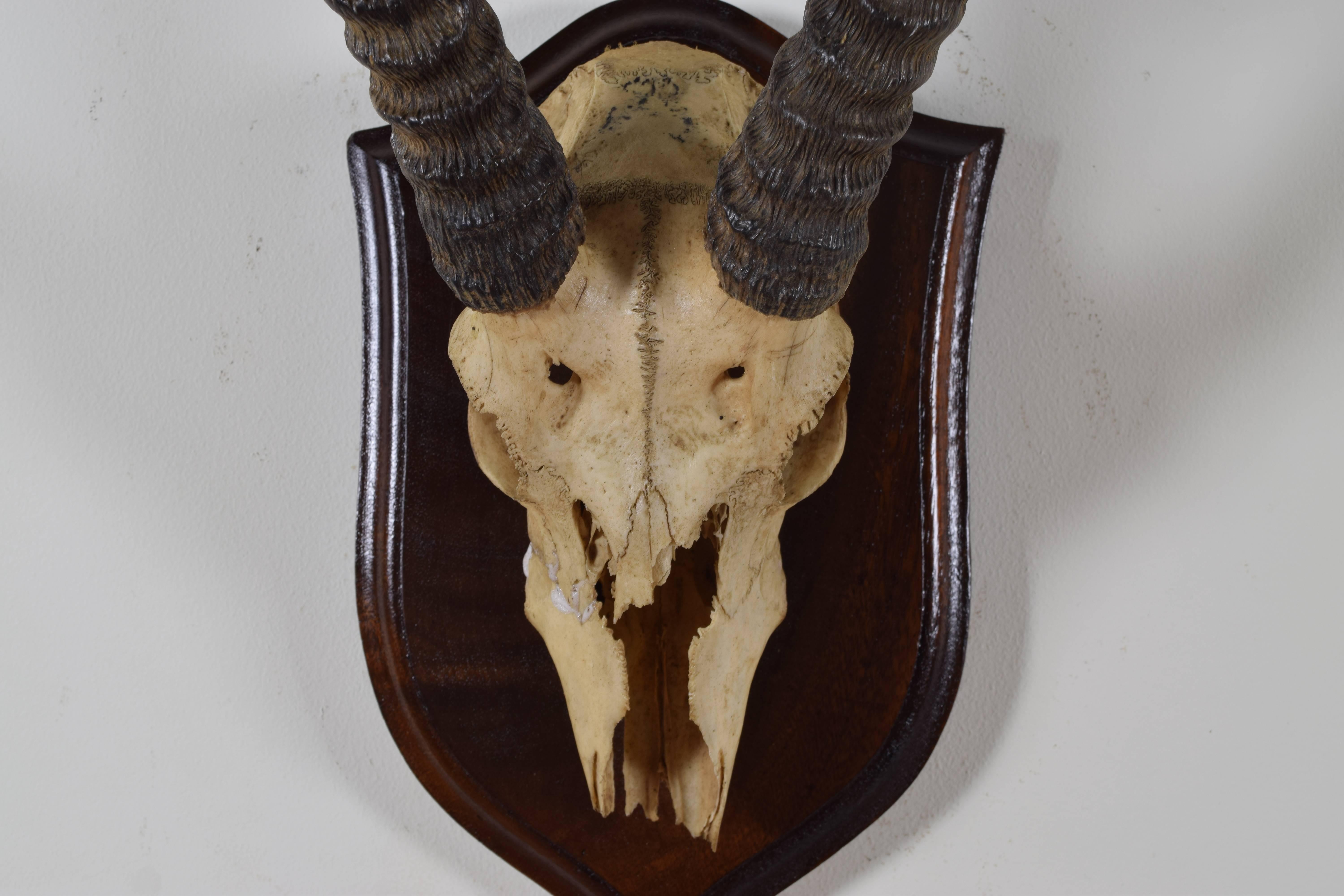 Bone African Springbok Horn and Partial Skull Mount, 1st Quarter 20th Century