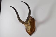 African Impala Horn and Partial Skull Mount, 1st Quarter 20th Century