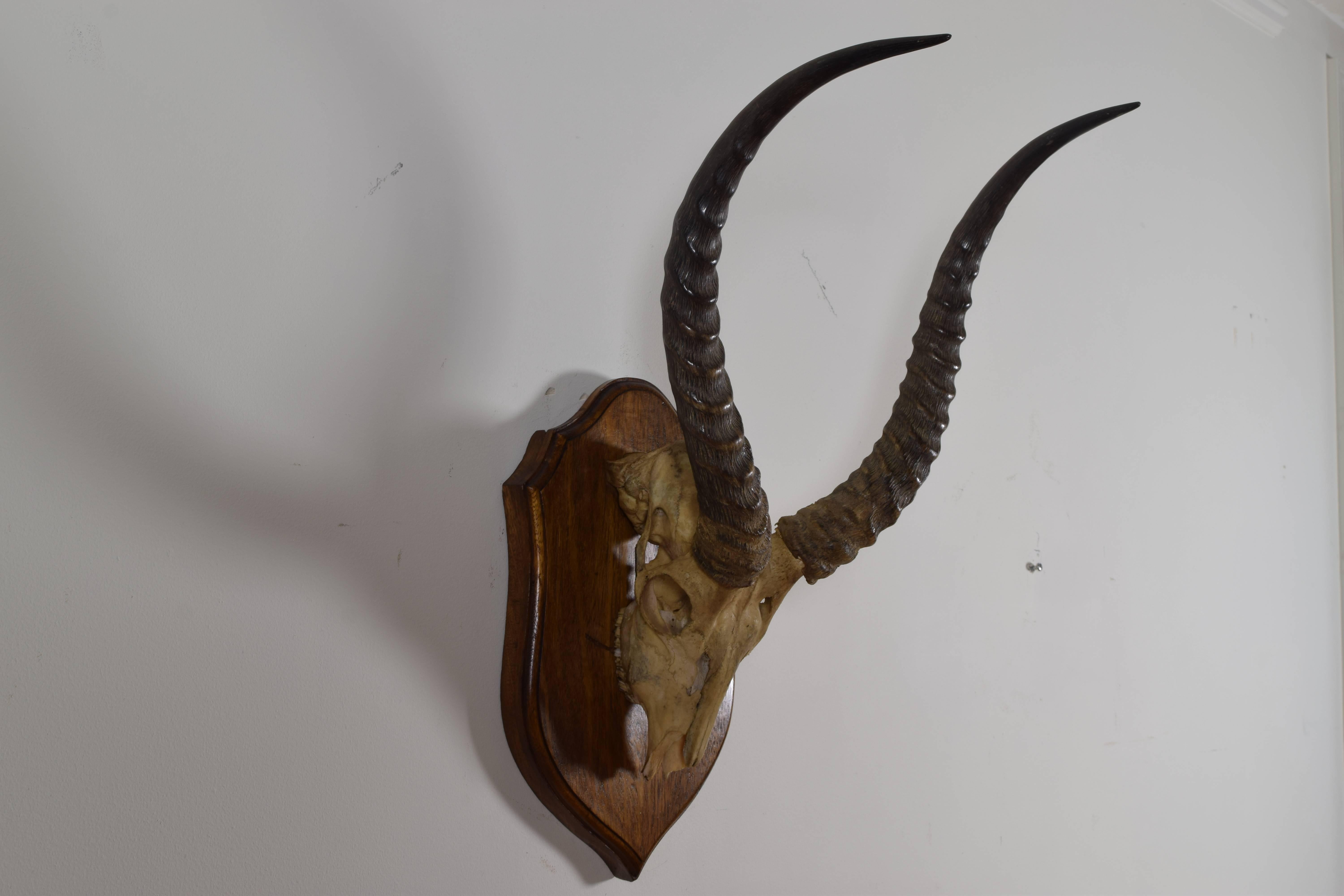 Africain Monture en corne d'impala et crâne partiel, 1er quart du 20e siècle en vente