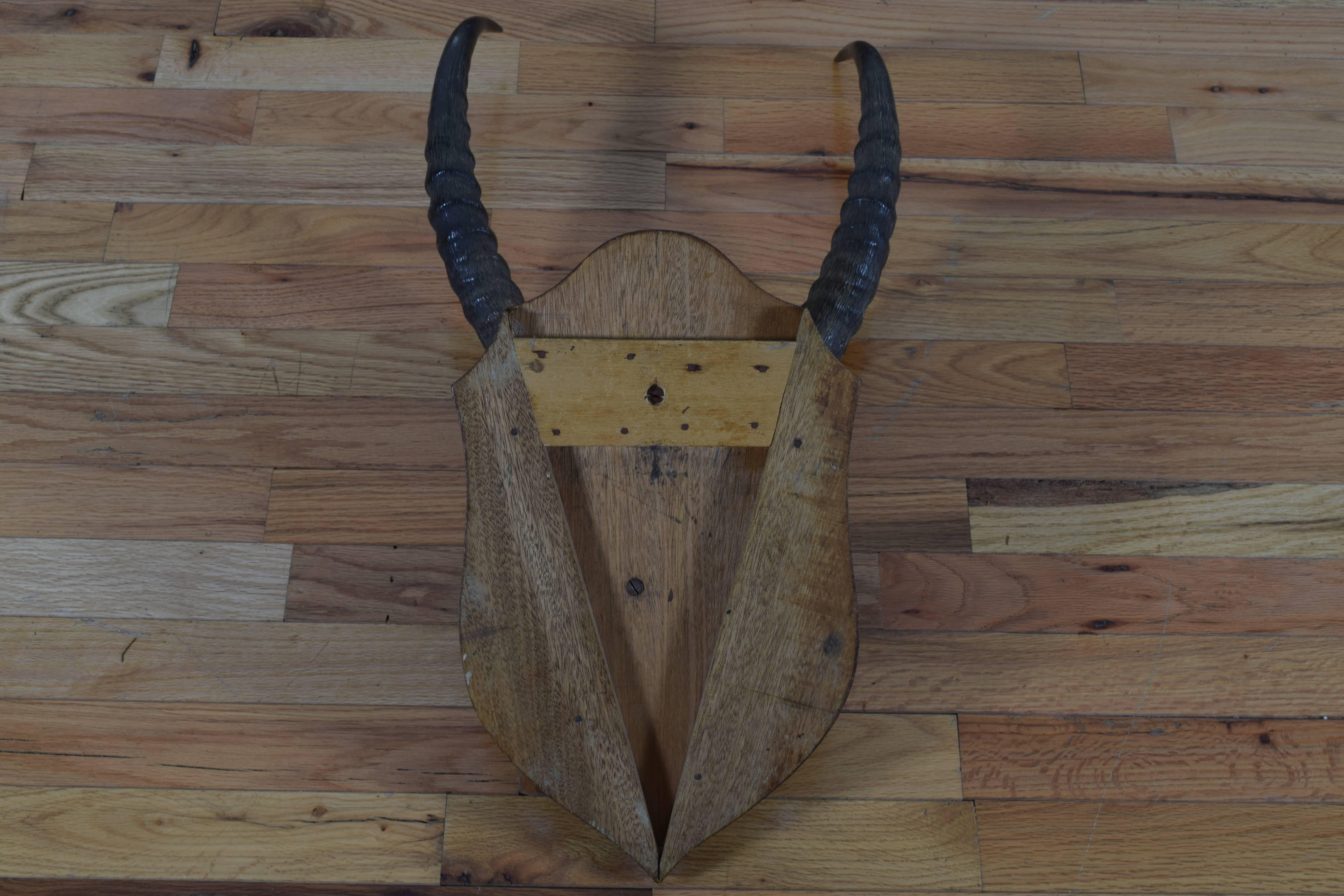 African Impala Horn and Partial Skull Mount, 1st Quarter 20th Century In Excellent Condition For Sale In Atlanta, GA