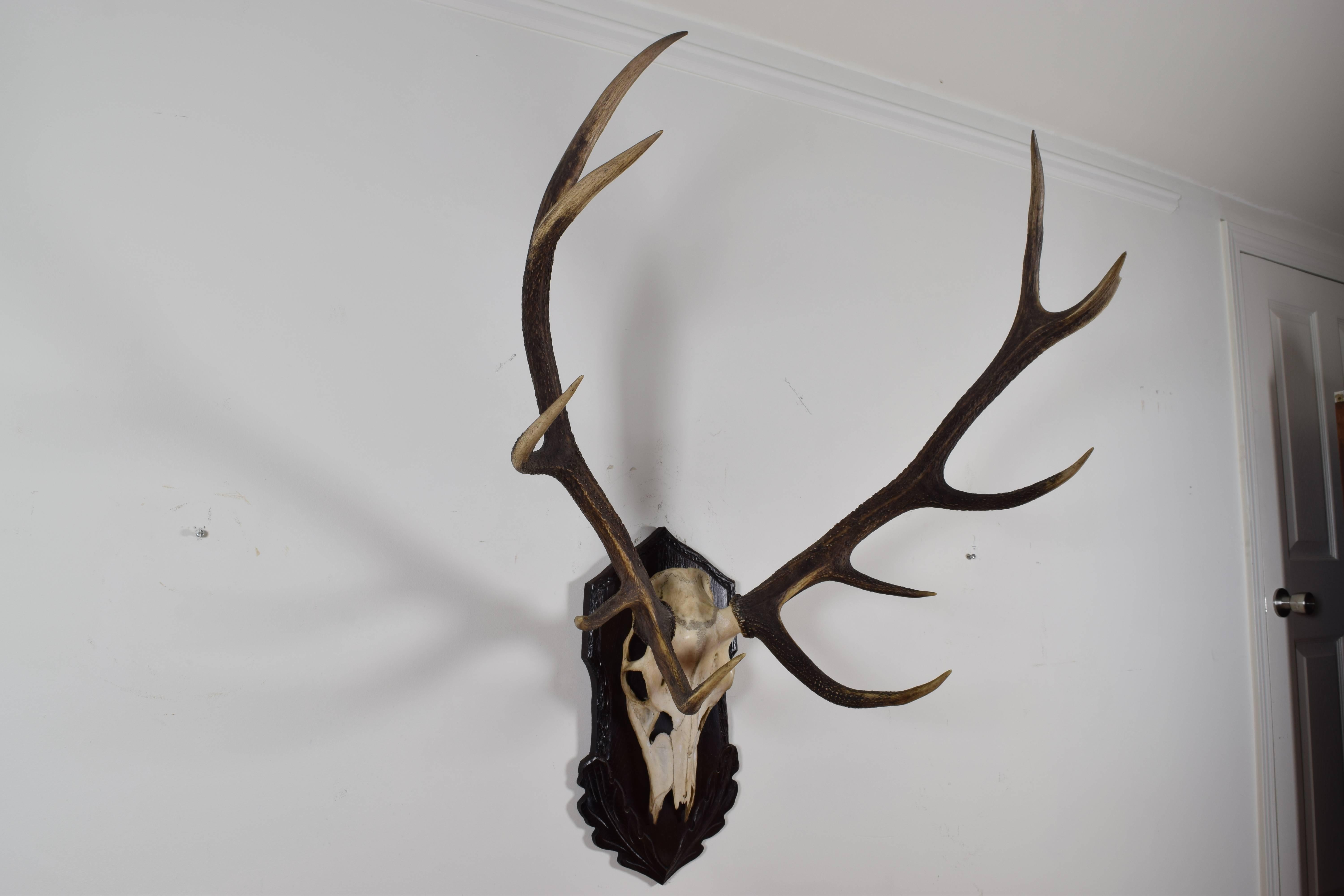 german deer mount