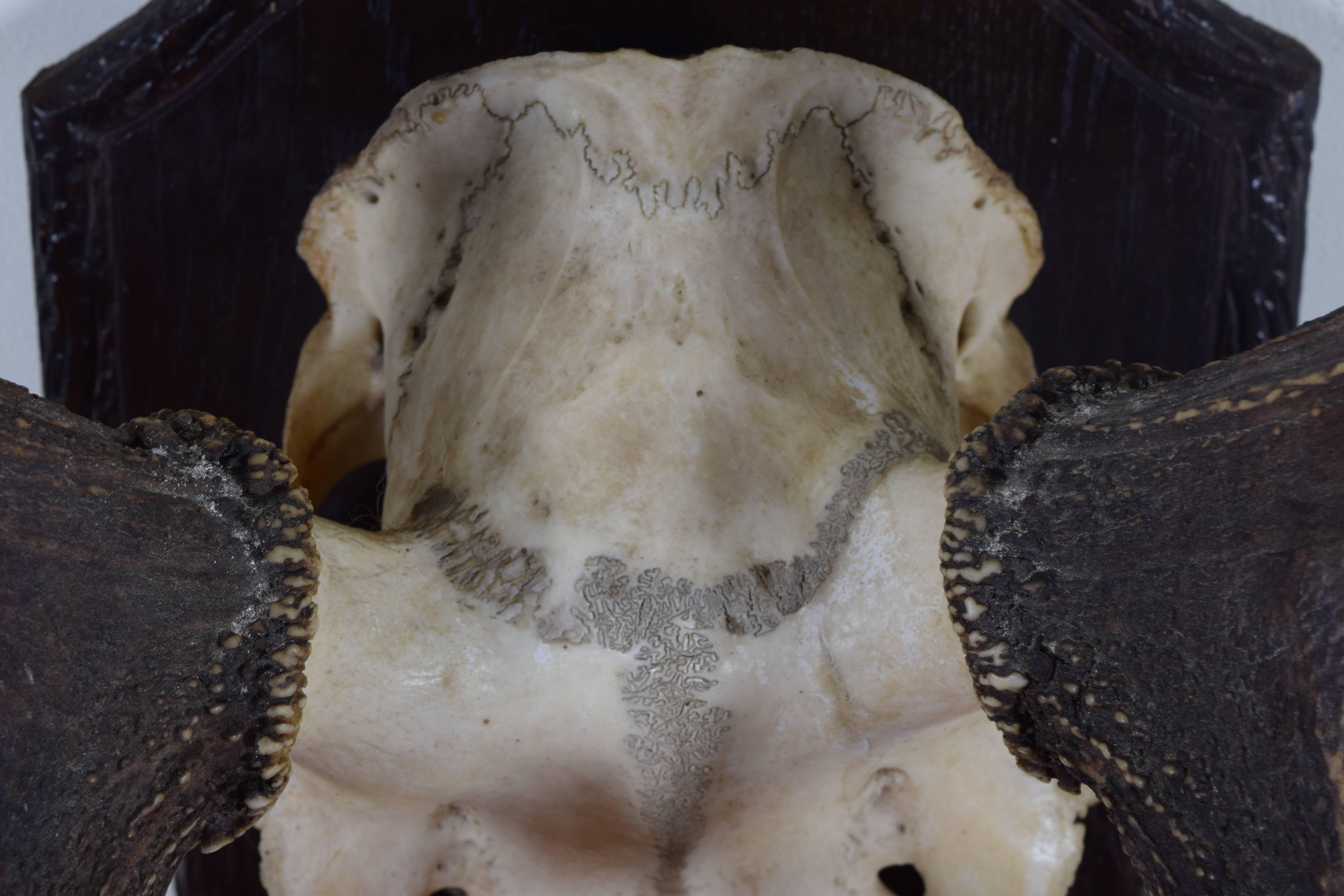 antler skull