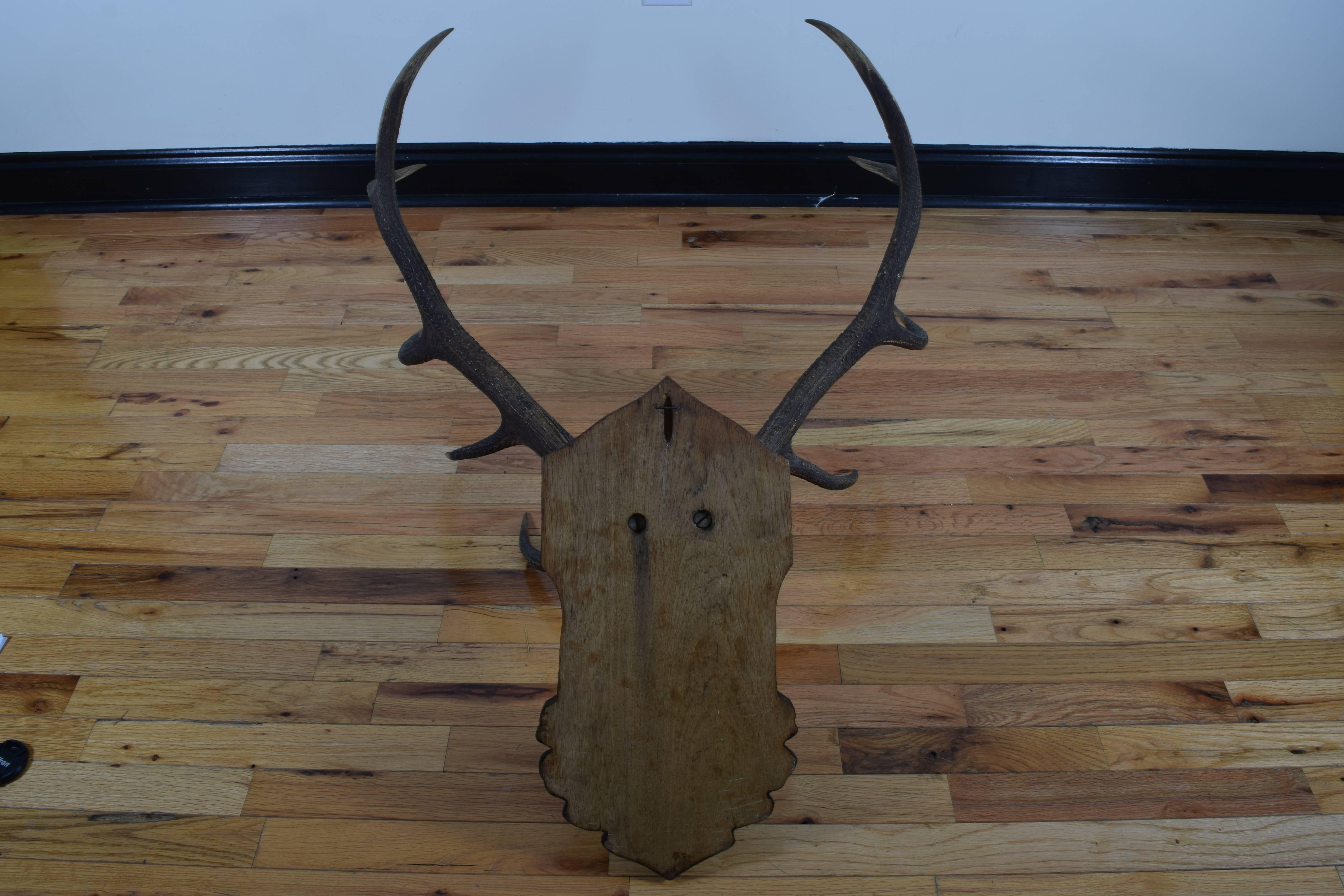 Continental, Probably German, Large Deer Antler and Partial Skull Mount, 20th C. In Excellent Condition In Atlanta, GA