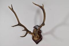 Continental Deer Antler and Partial Skull Mount, 1st Quarter 20th Century