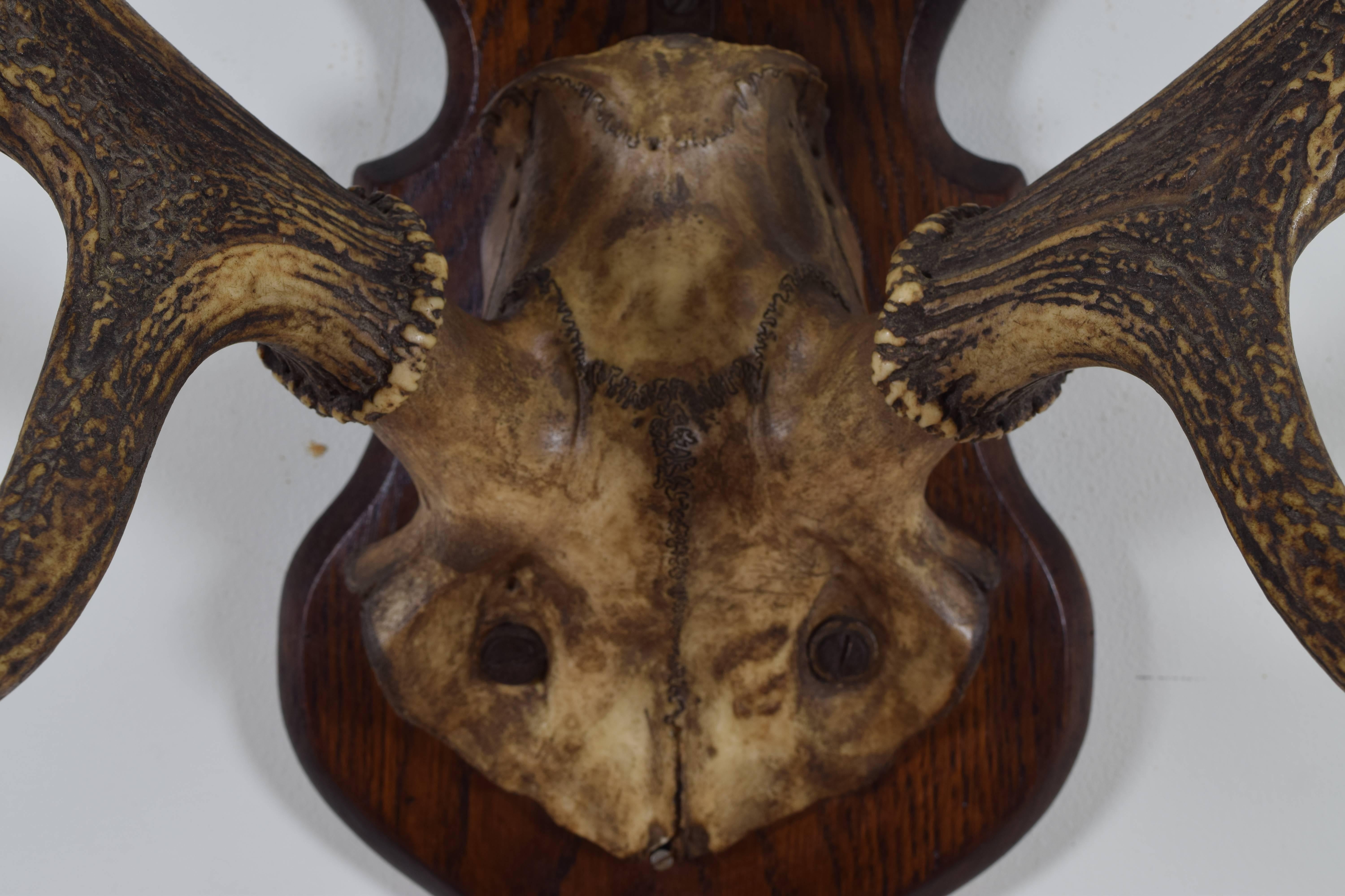 Continental Deer Antler and Partial Skull Mount, 1st Quarter 20th Century In Excellent Condition In Atlanta, GA