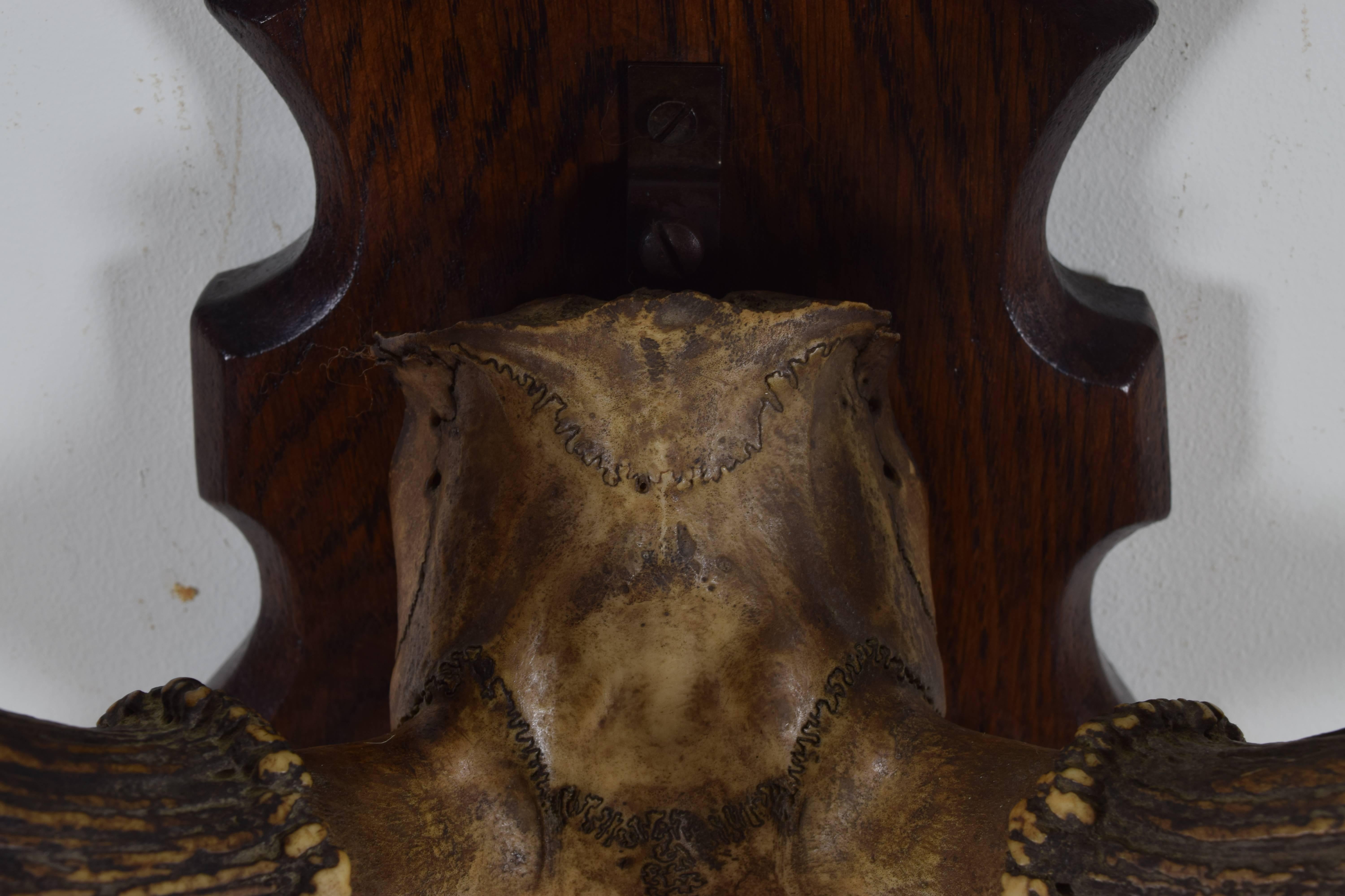 Bone Continental Deer Antler and Partial Skull Mount, 1st Quarter 20th Century