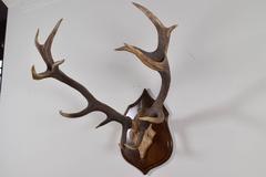 Continental Deer Mount on Carved Backplate, Early 20th Century