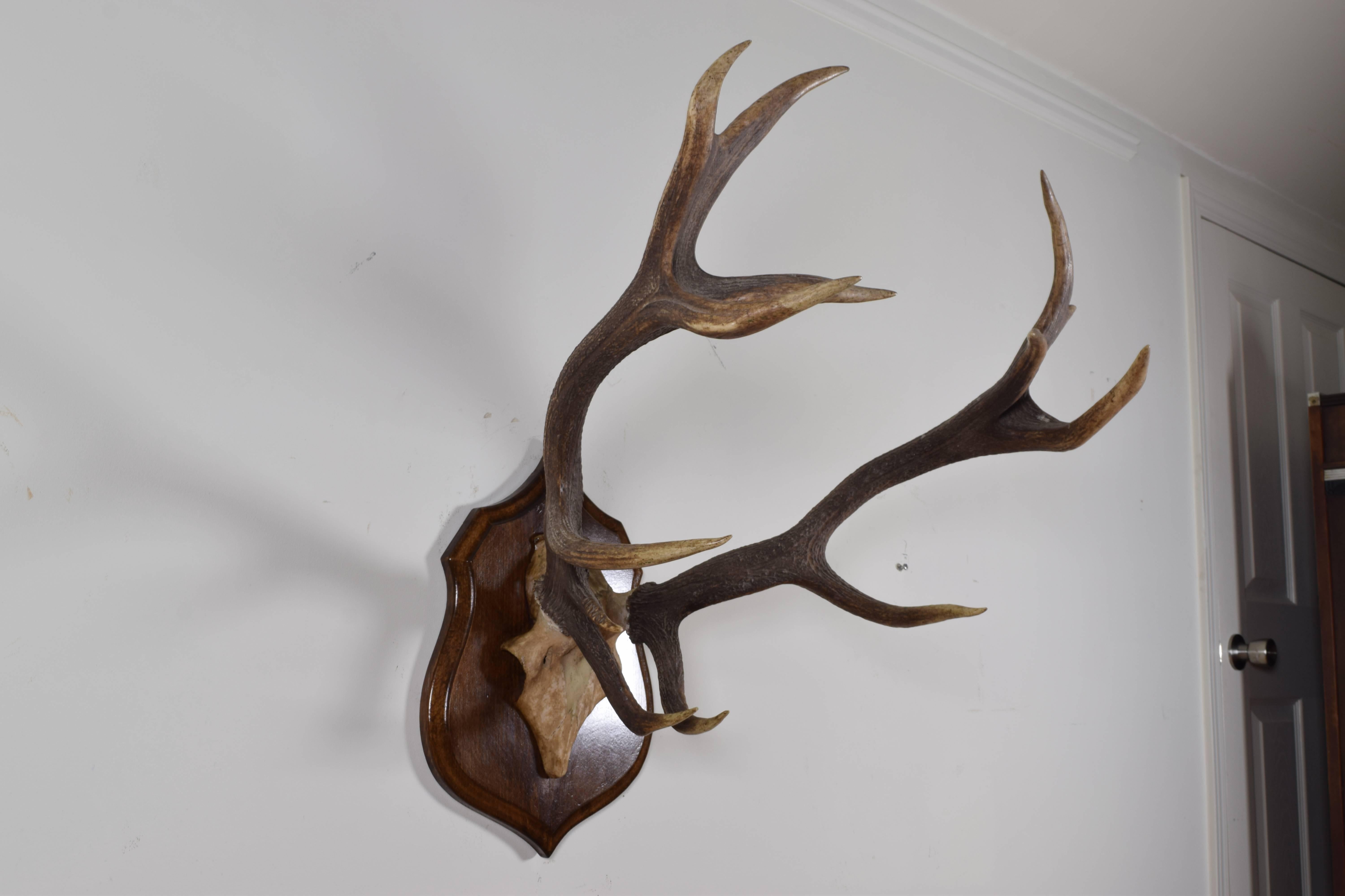European Continental Deer Mount on Carved Backplate, Early 20th Century