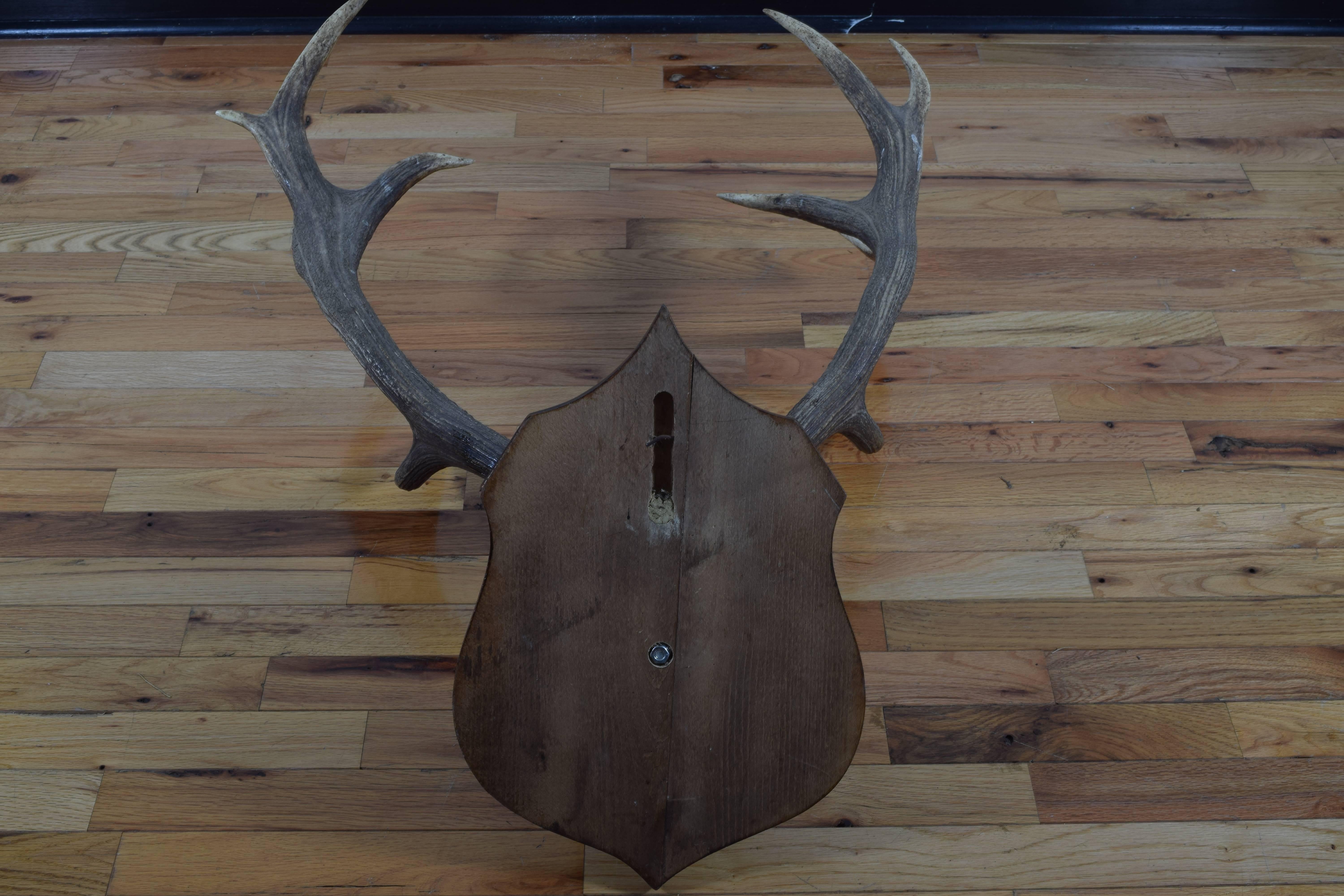 Continental Deer Mount on Carved Backplate, Early 20th Century 2