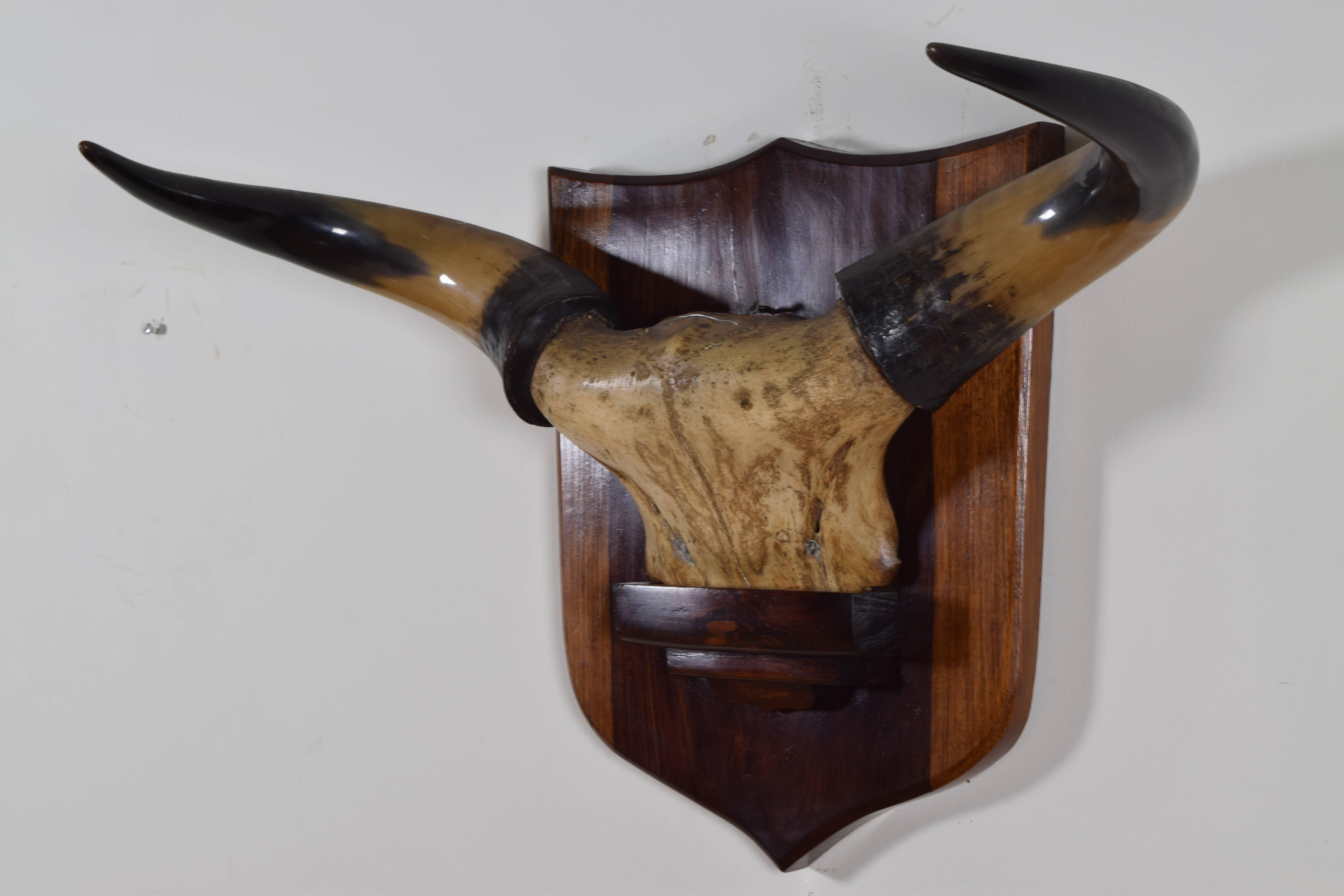 The upper section of the skull mounted on a walnut bracket-form backplate with a molded edge.
