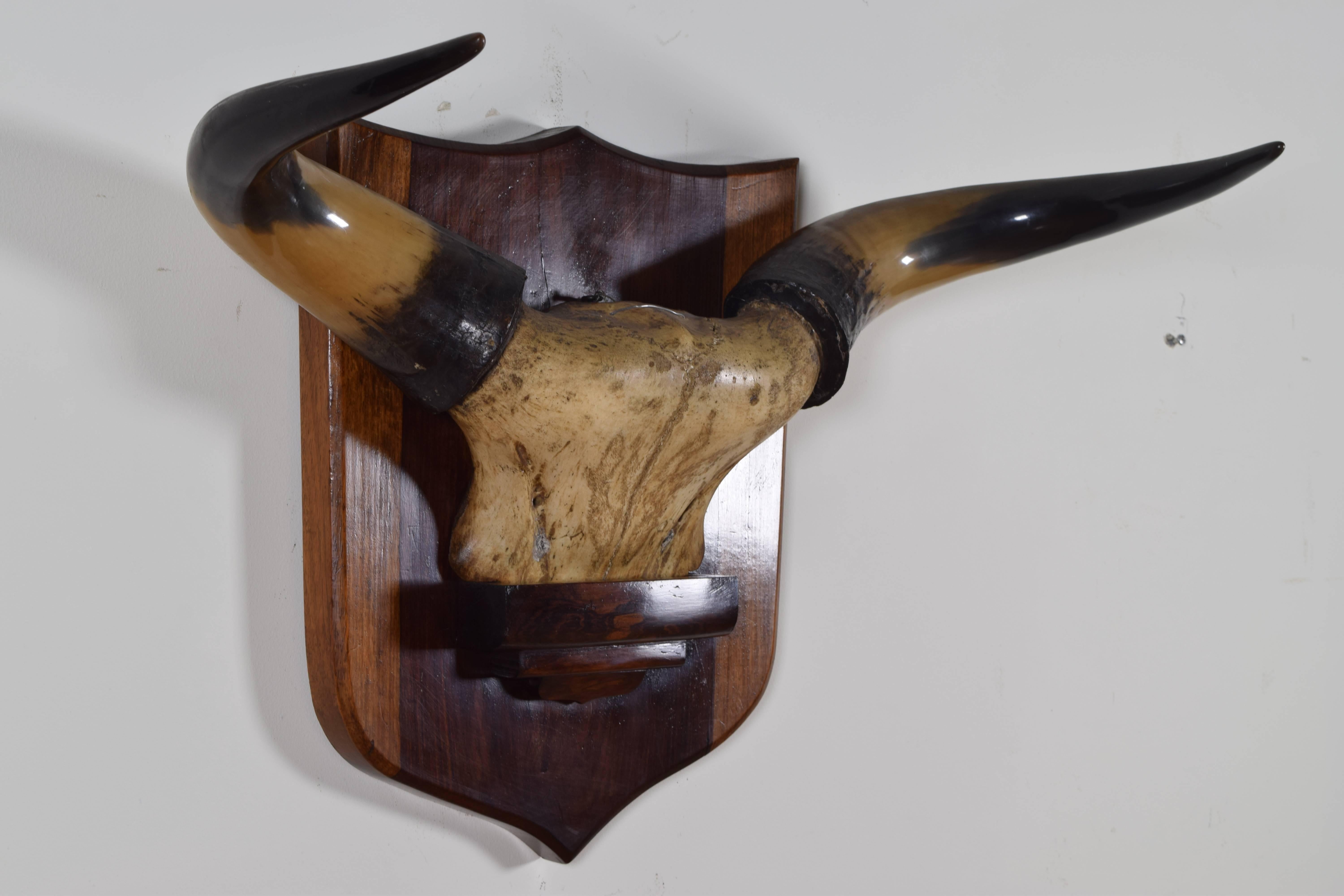 African French Bovine Horn and Partial Skull Mount, 1st Quarter 20th Century