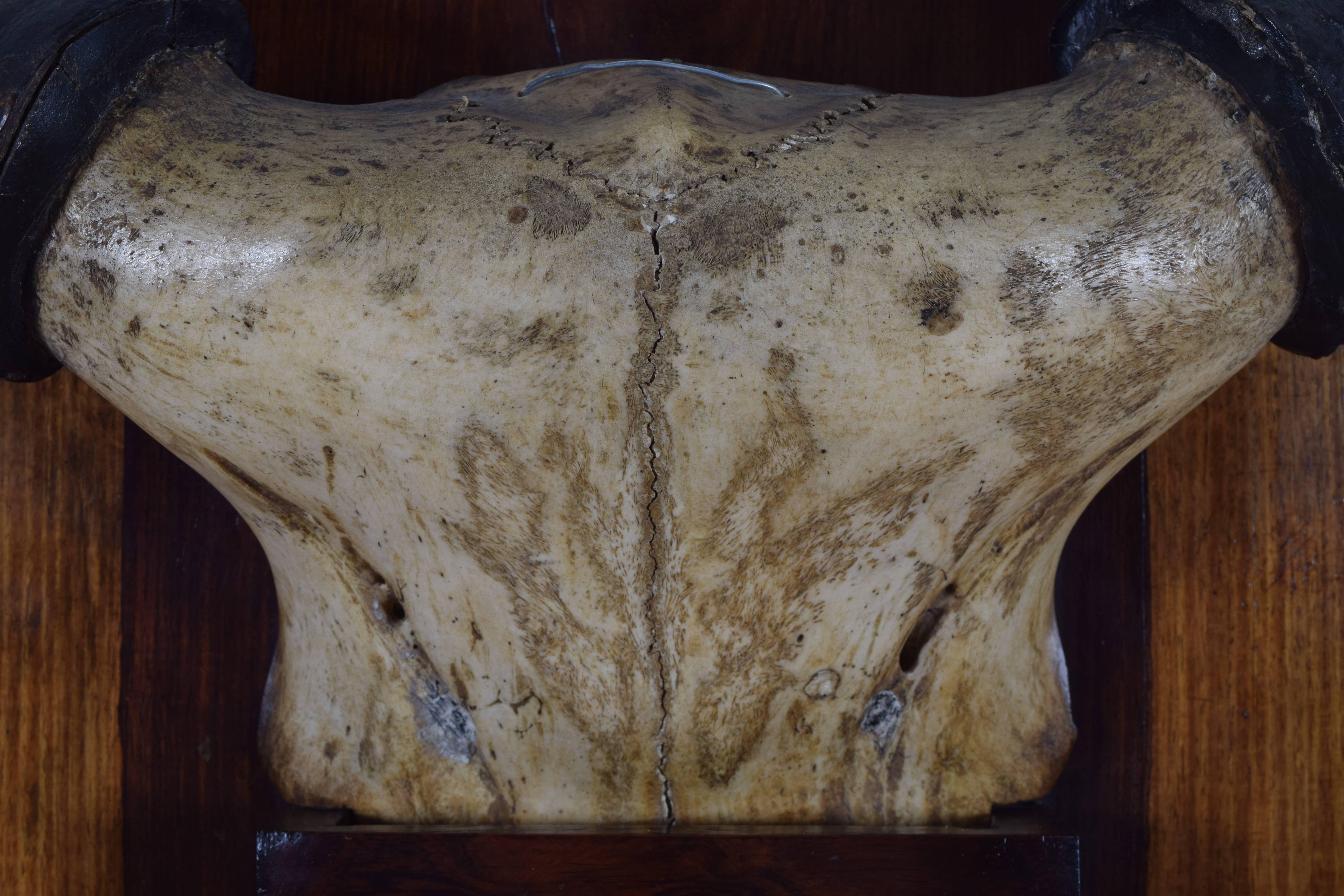 French Bovine Horn and Partial Skull Mount, 1st Quarter 20th Century In Excellent Condition In Atlanta, GA