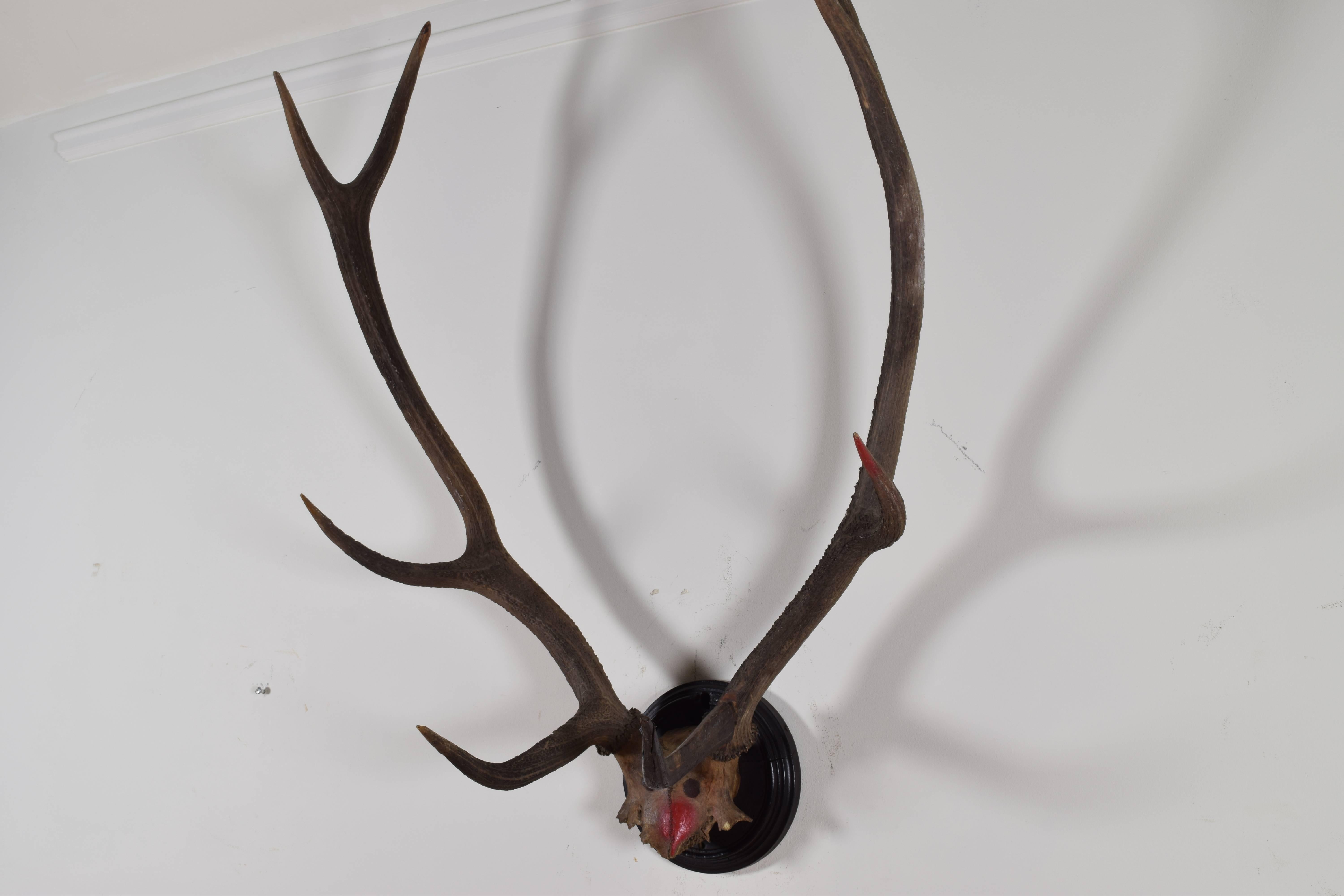 The upper section of the skull mounted on a round ebonized backplate with a molded edge.  Part of the skull is marked with red paint.