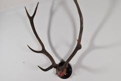 Continental Large Deer Antler and Partial Upper Skull Mount, 20th Century