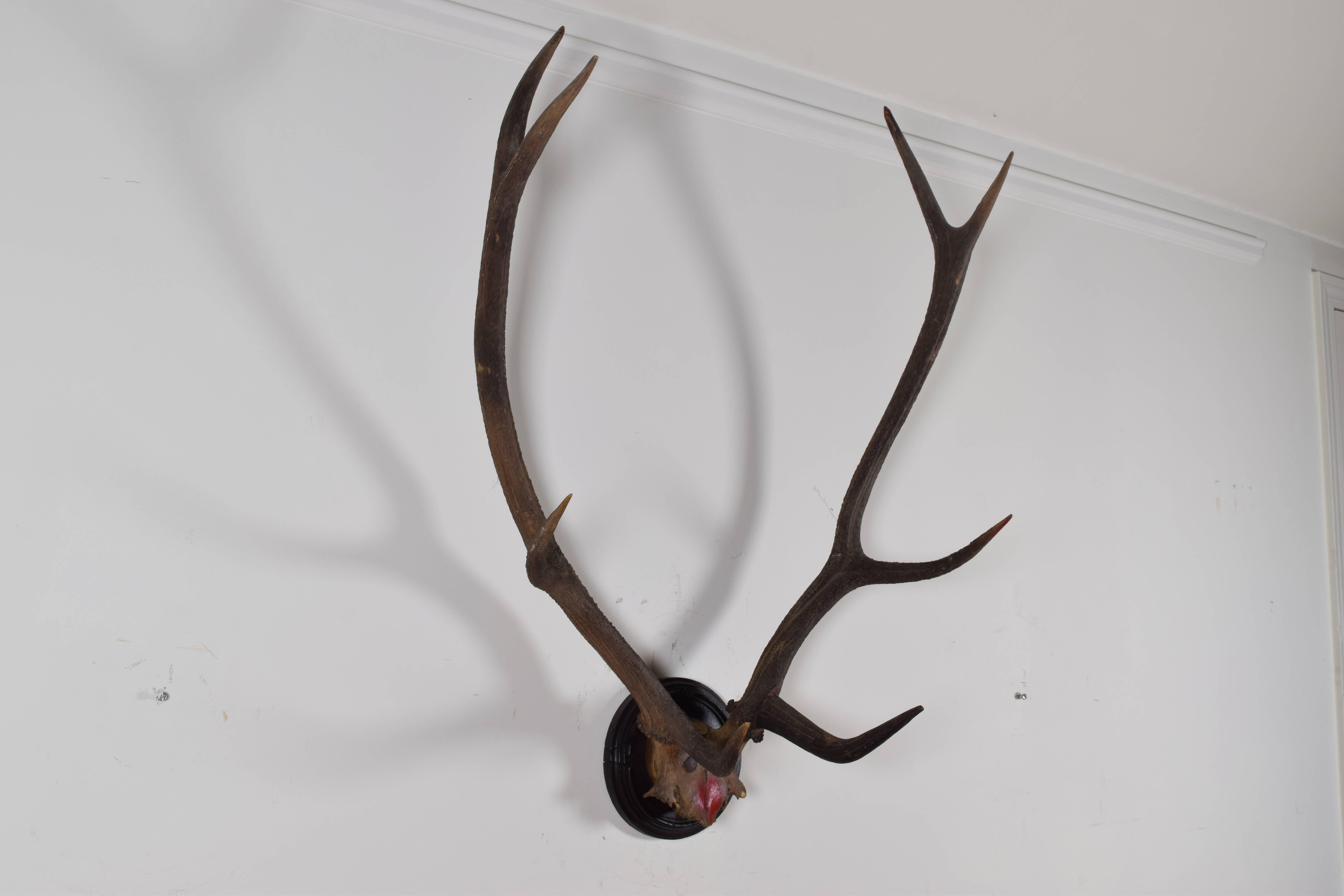 European Continental Large Deer Antler and Partial Upper Skull Mount, 20th Century