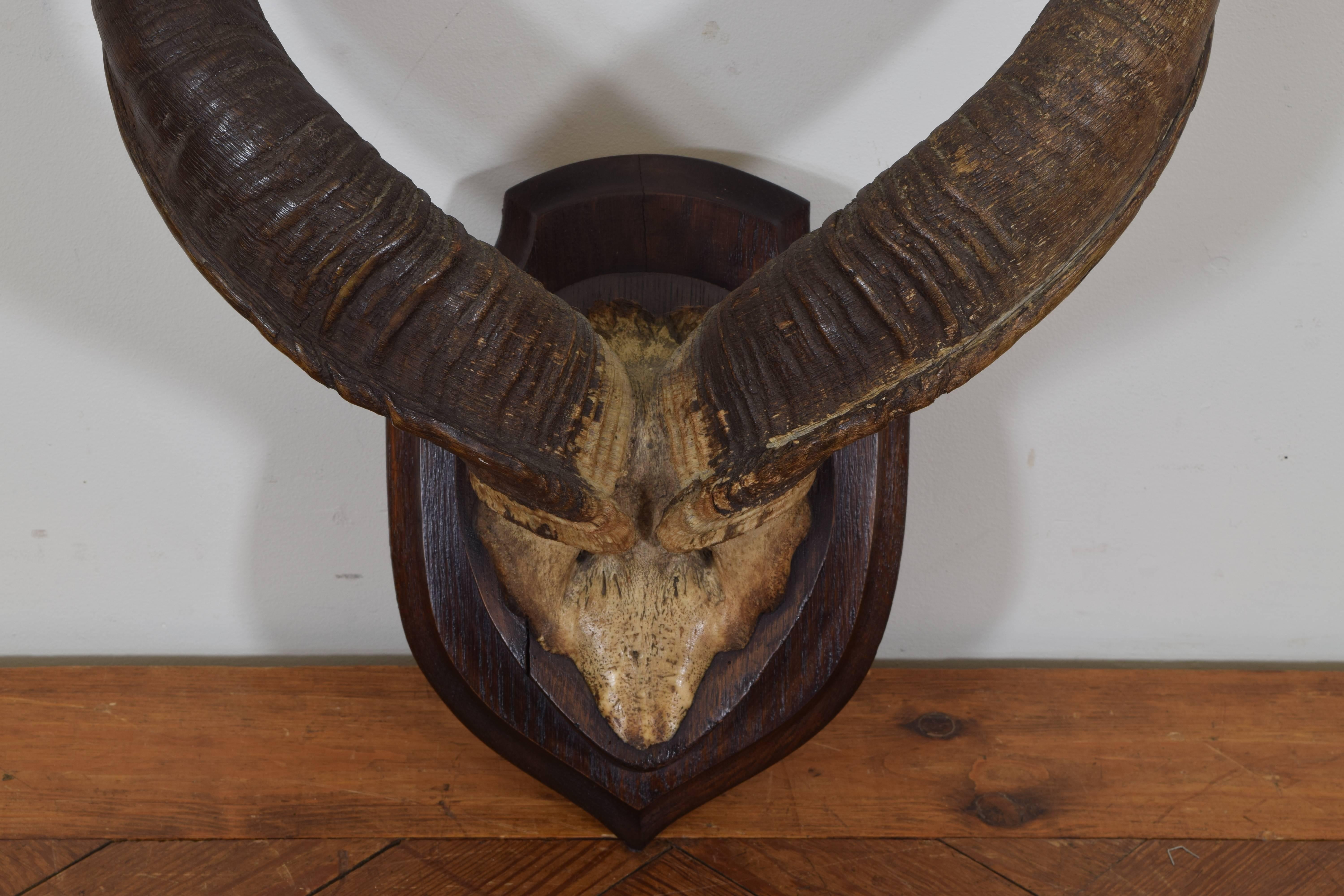 The upper section of the skull mounted on an oak backplate with a molded edge.