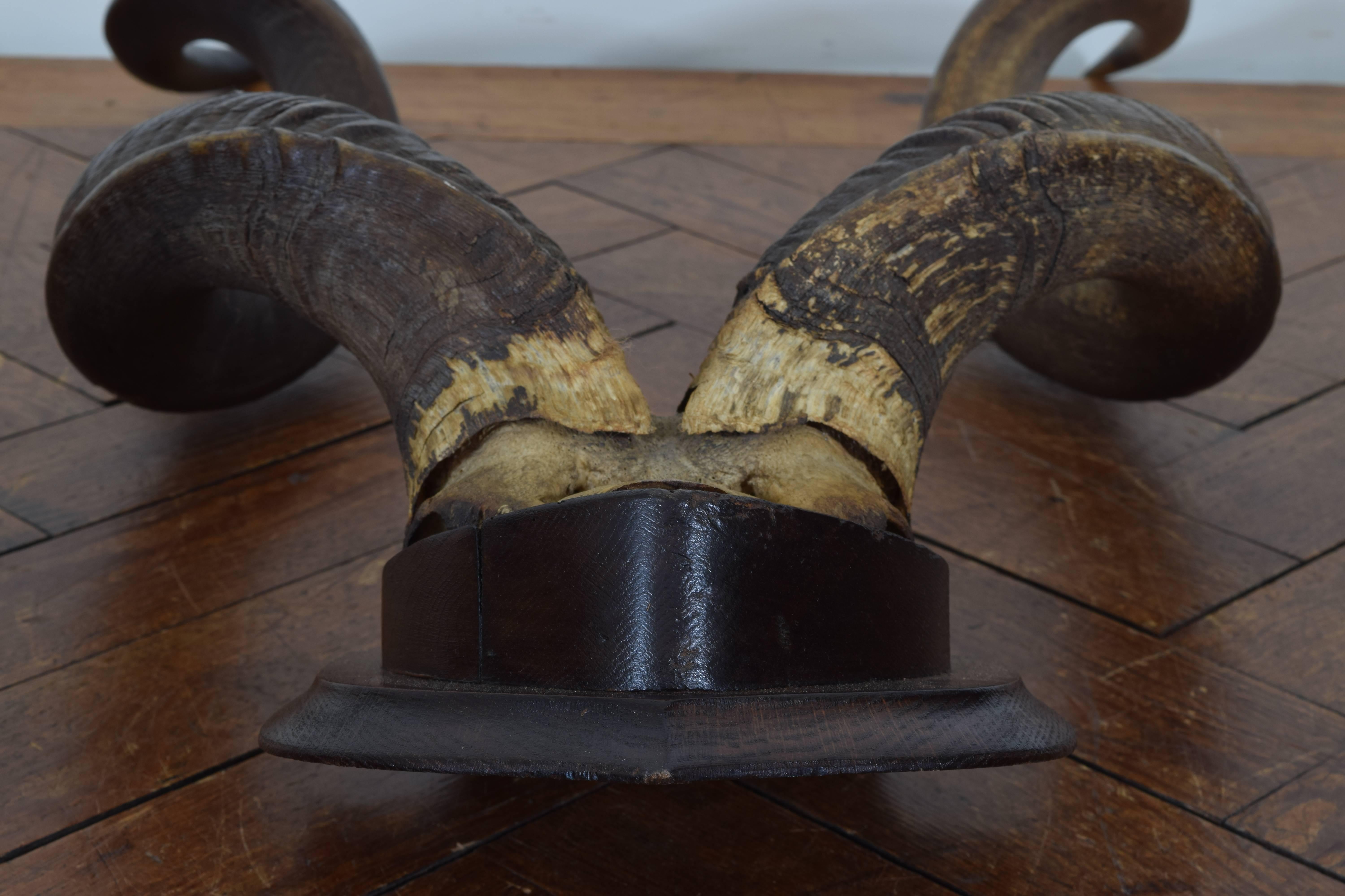 mounted kudu horns