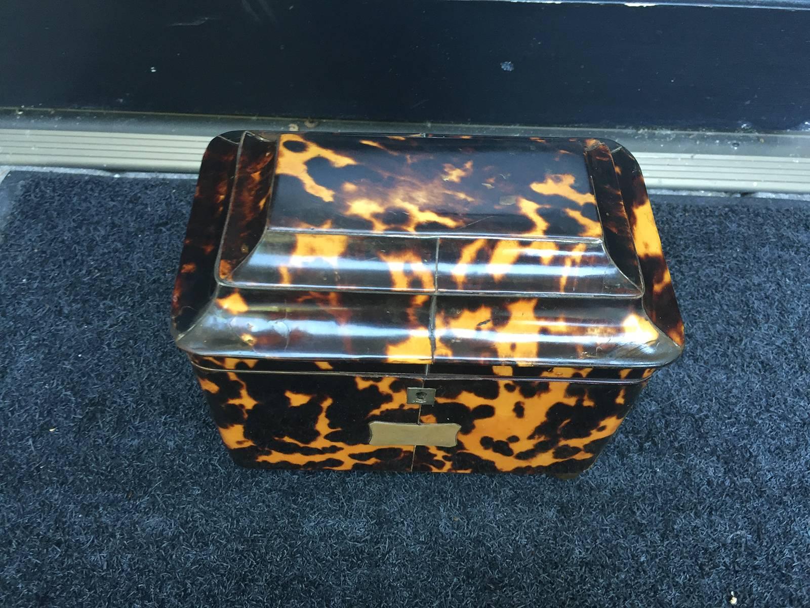 19th century chocolate tortoise shell serpentine tea caddy in unbelievable condition.