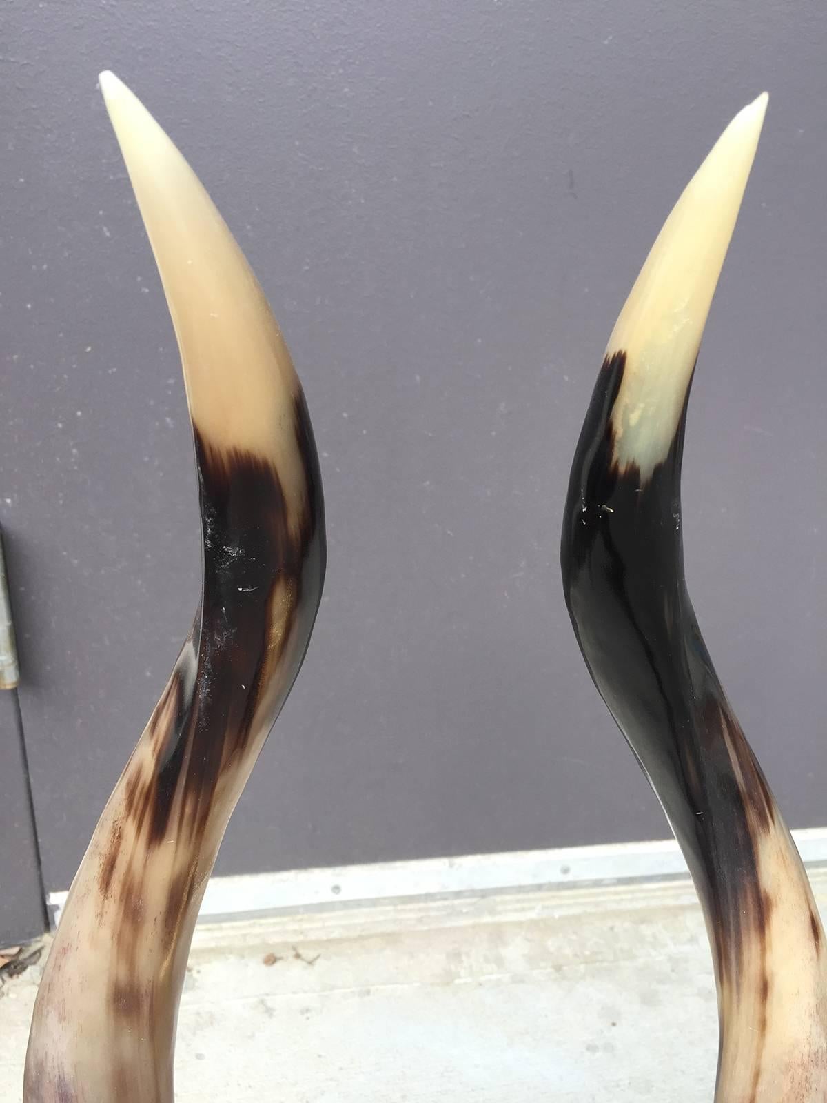 Pair of 20th century dramatic steer horns on custom bases, one is 25.25