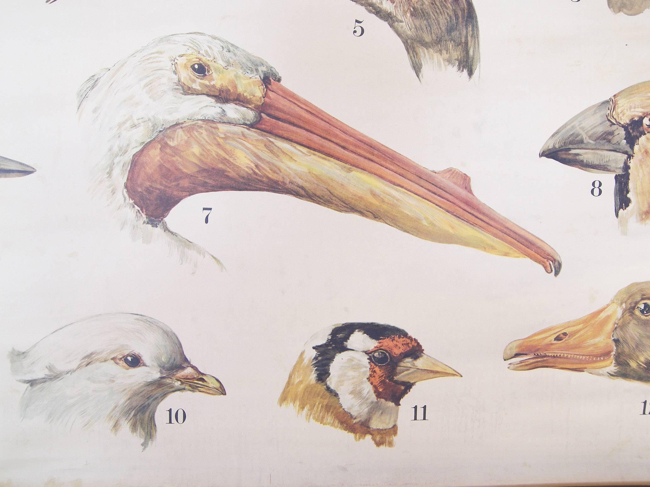 Antique scientific chart, poster, print of bird heads and beaks, Denoyer-Geppert. By Die Lehre Von Ball der Tiere. Color in good condition.